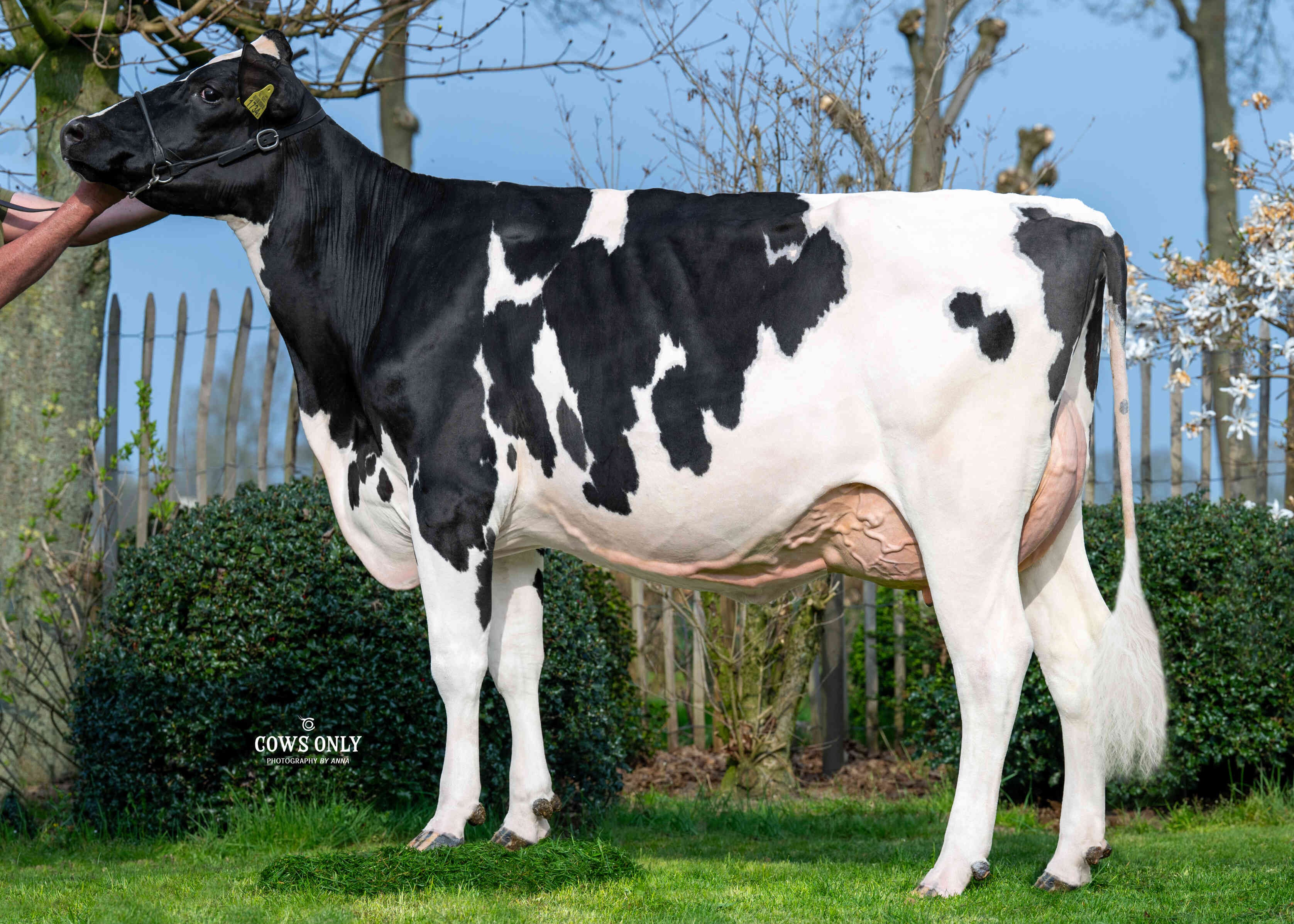 Wilhelmina 107(v: Encourage) eig.: Melkveebedrijf van Cleef-Hoeven, Heeswijk Dinther
