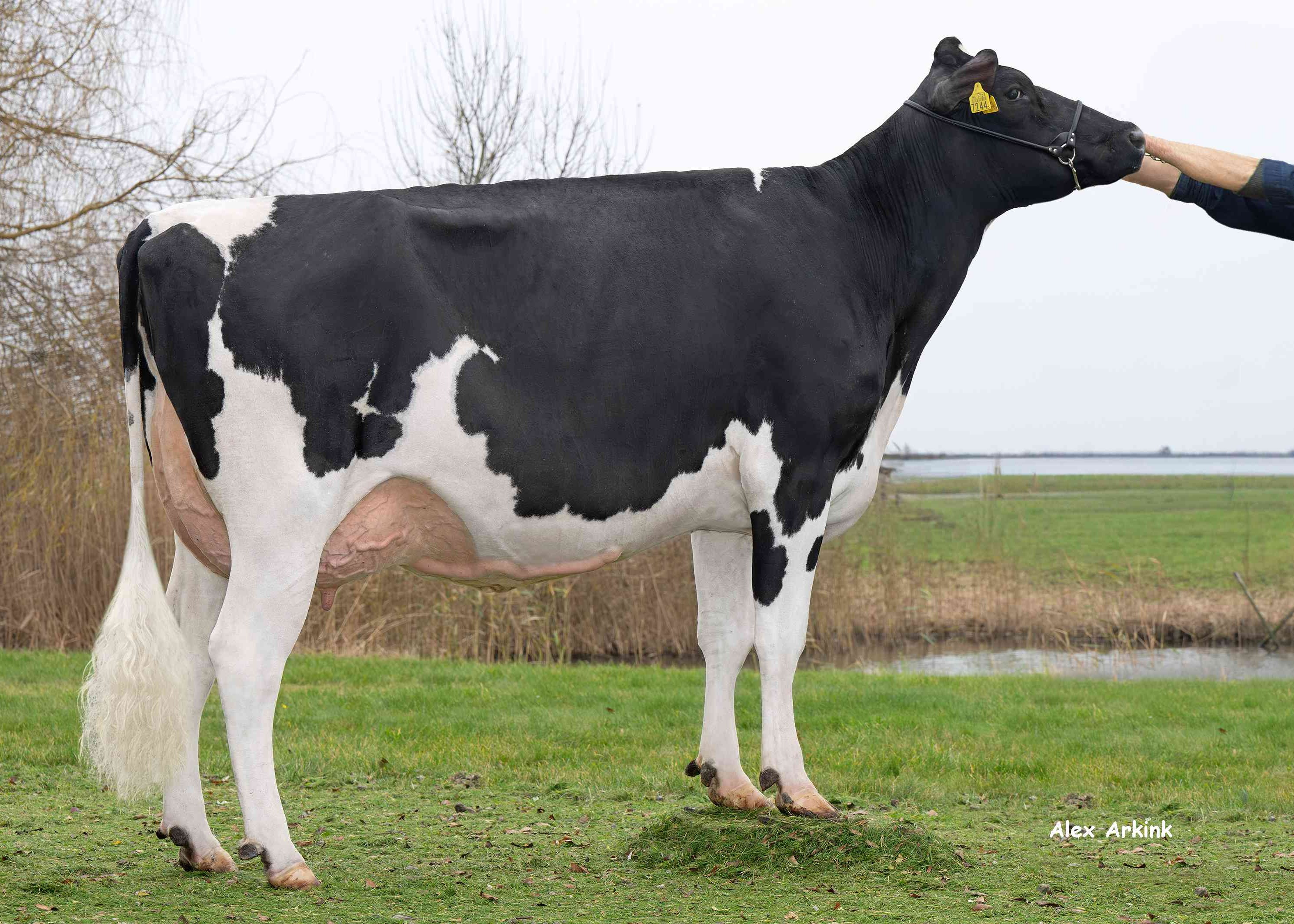 Irene 162 (v: Jens, 2e kalfs)  eig.: Biostee De Wit, Strijen