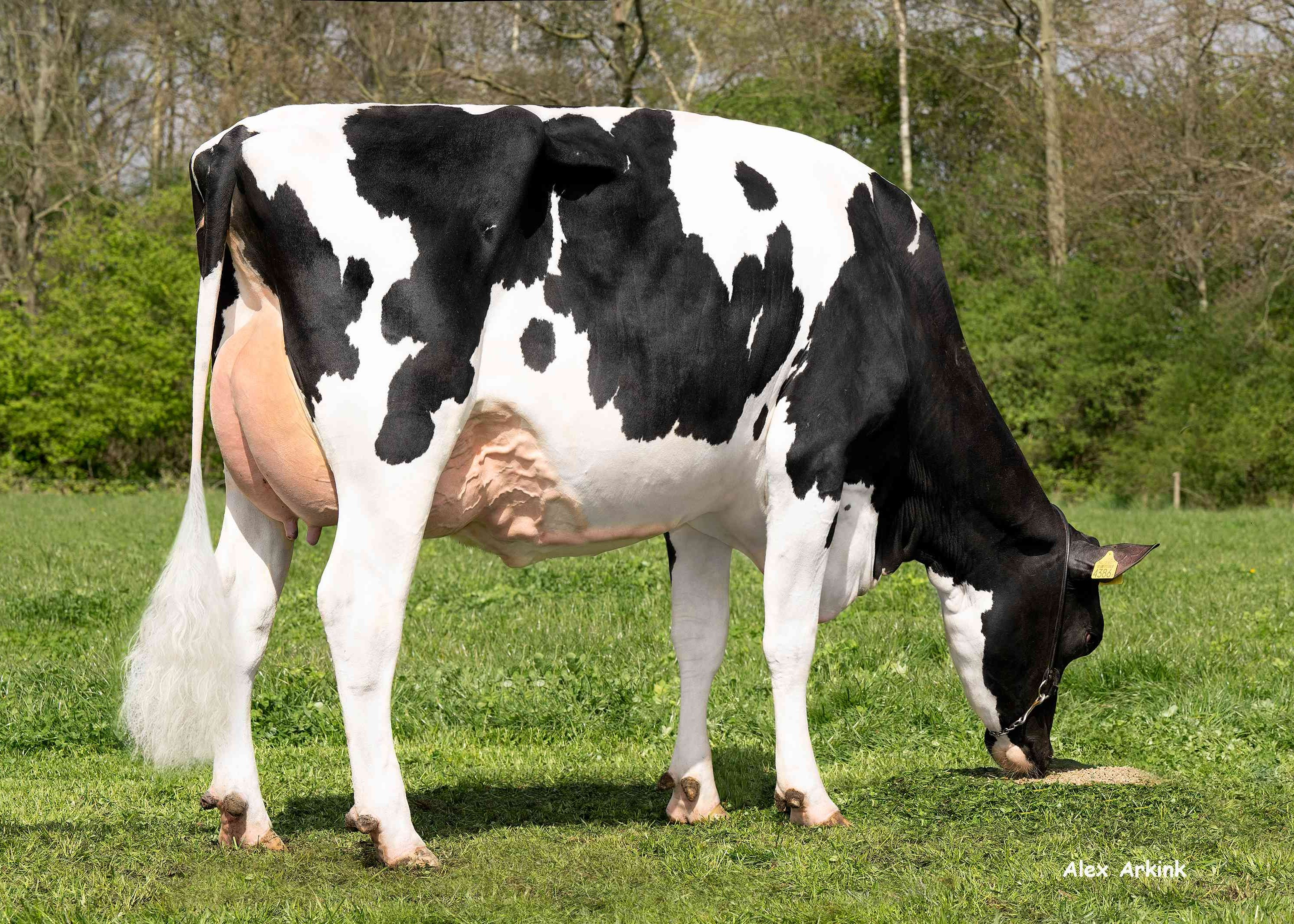 Delta Bloss (s. Flagstone) owner: Melkveehouderij Van Gastel, Nispen