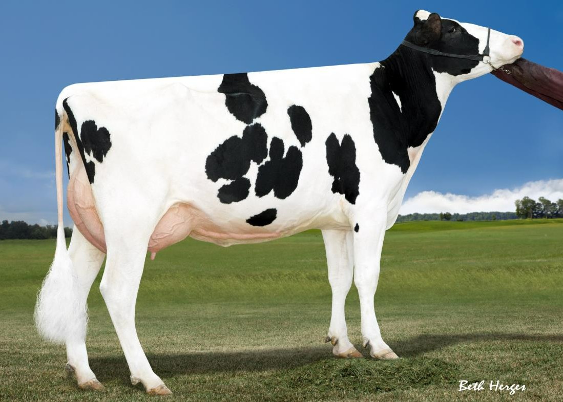 Miss OCD Robst Delicious VG87, 6th dam of Peak Cliff