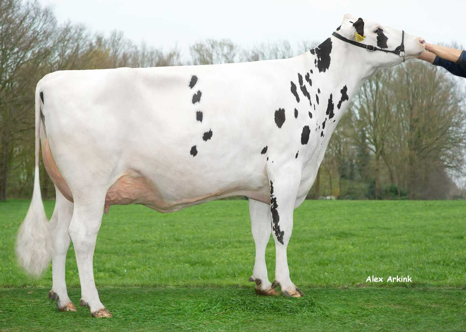 Delta Jenna (s. Blessing), dam of Blue Zone P RF