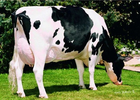 Morningview Converse Judy EX-93 GMD DOM, 9th Dam of Lamont-P