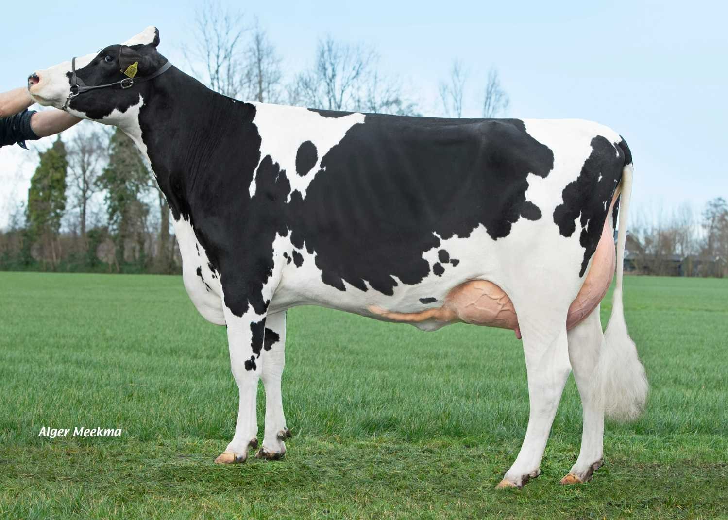 Delta Jodi (s. Best Benz), maternal sister to dam of Kanzler PP 