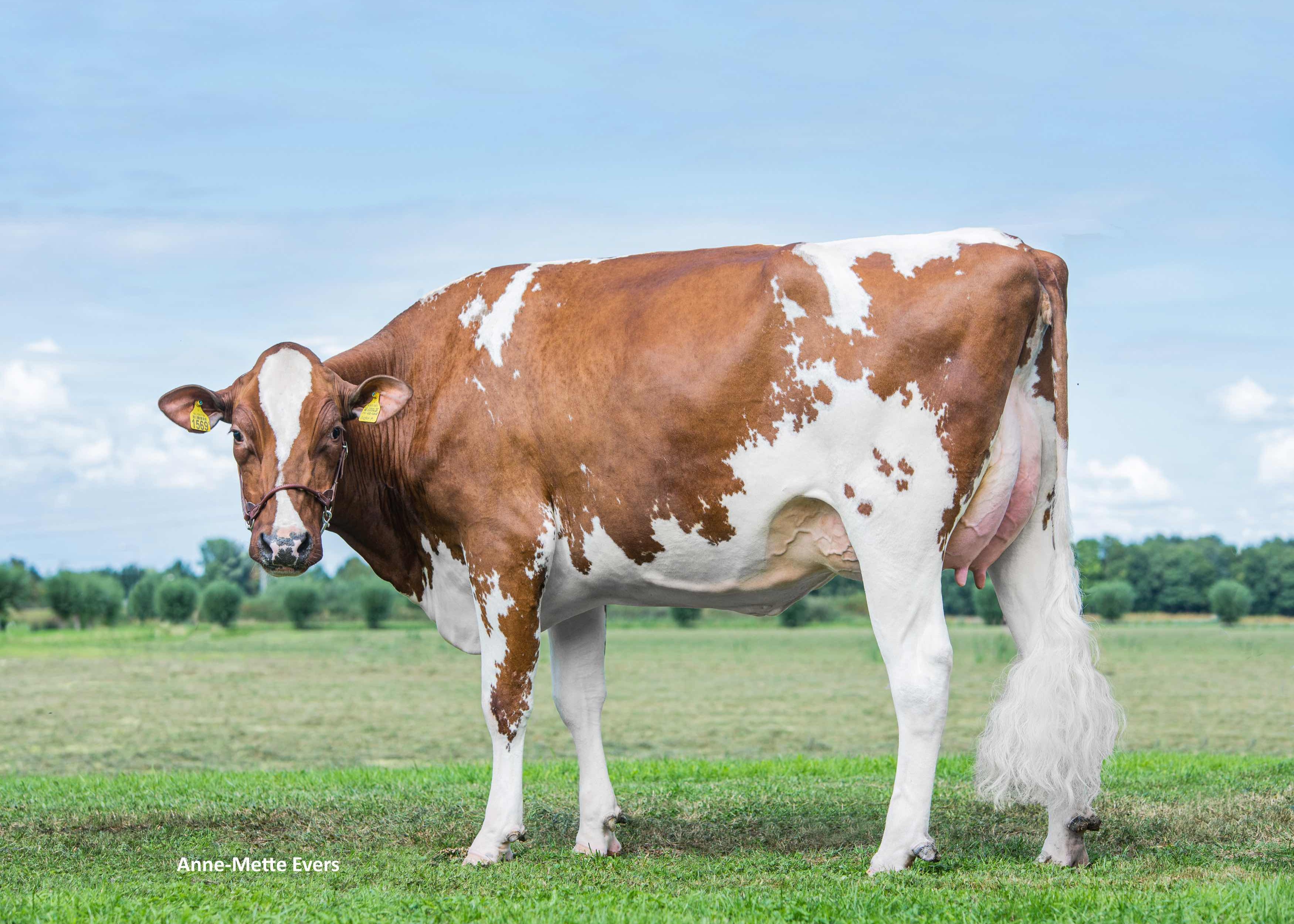 Poppe Fienchen 1569 (dam of Freestyle-Red), owner. dairy farm Poppe Herfte, Zwolle