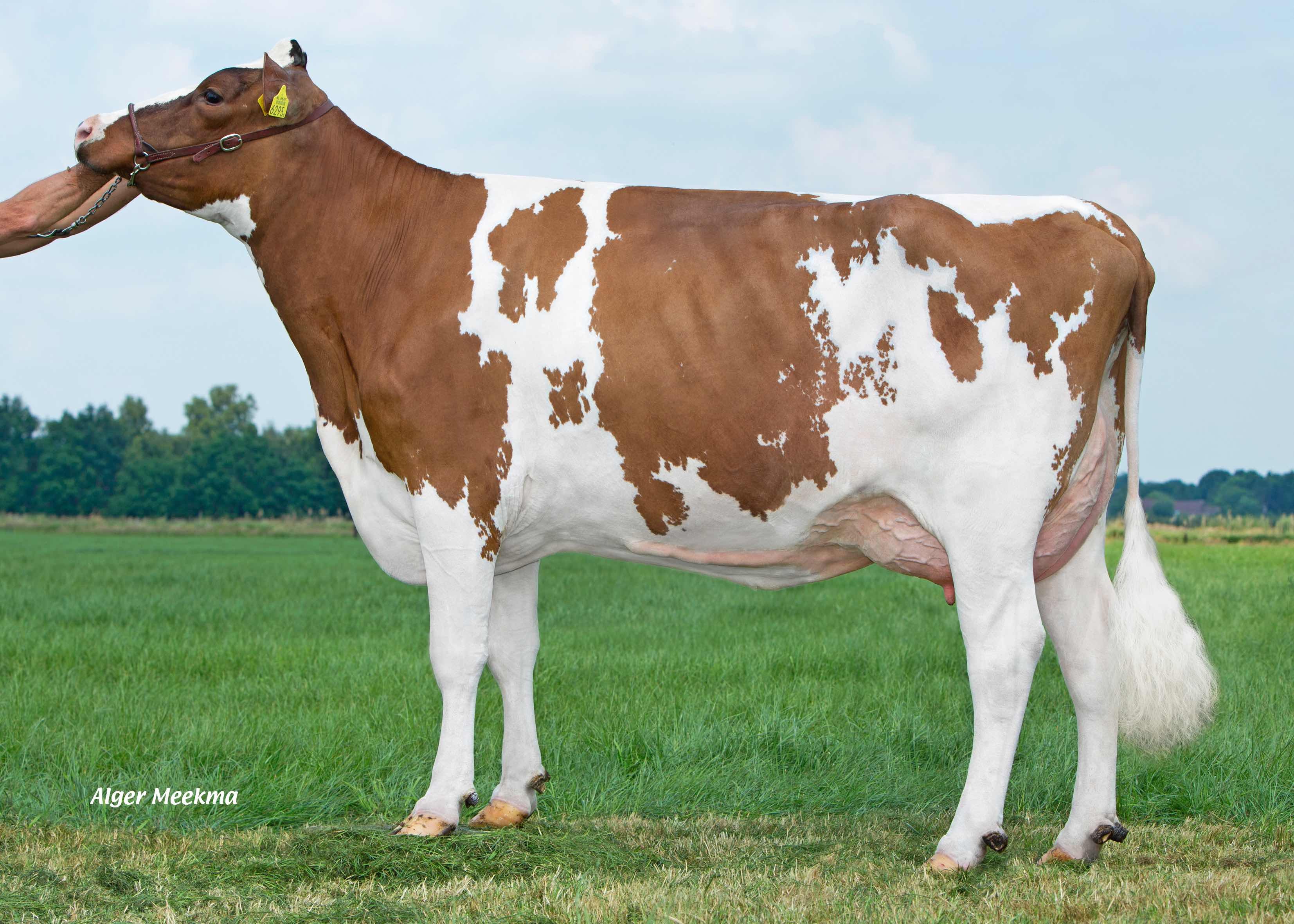 Ivette 432 (dam of Imperial Red), owner: K.A.F.M. & L.P.J. Nooijen-Maas, Coevorden