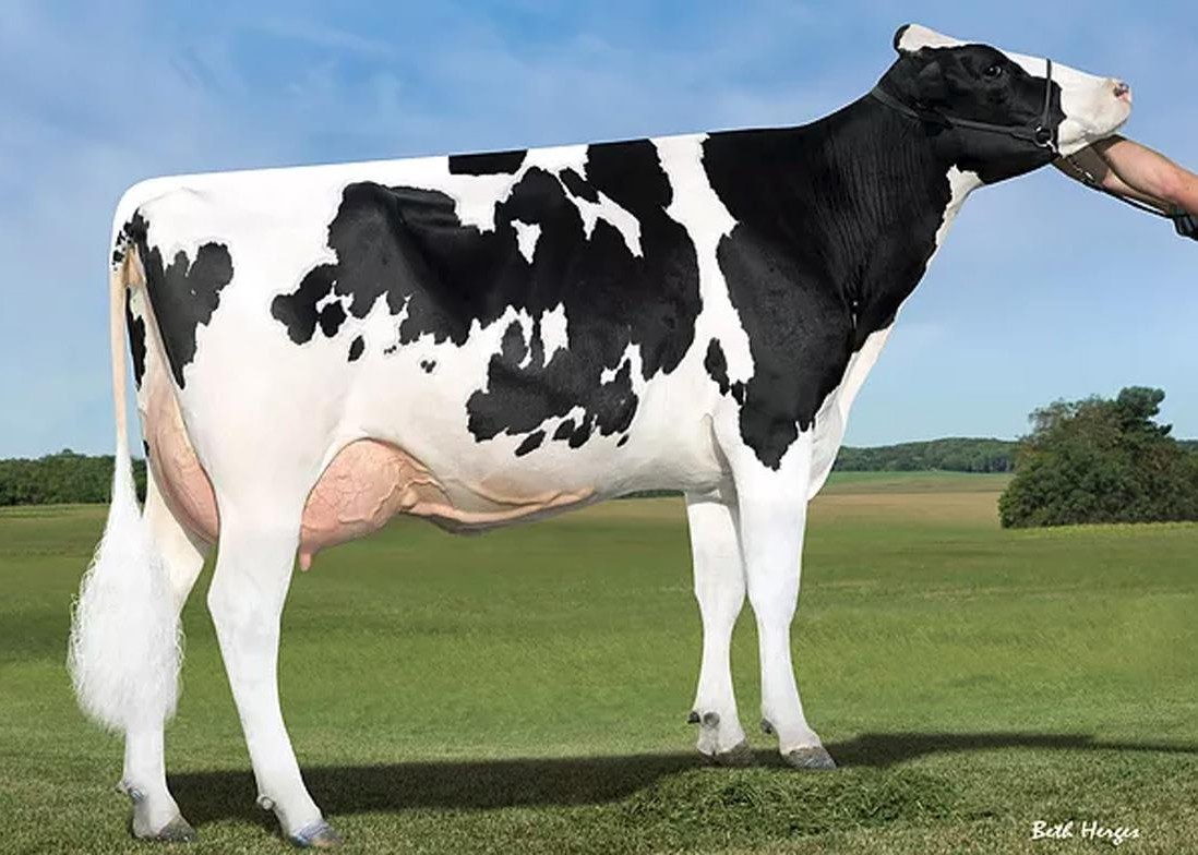 Sandy-Valley Morgan Era-ET GMD DOM, 4th Dam of Forseti