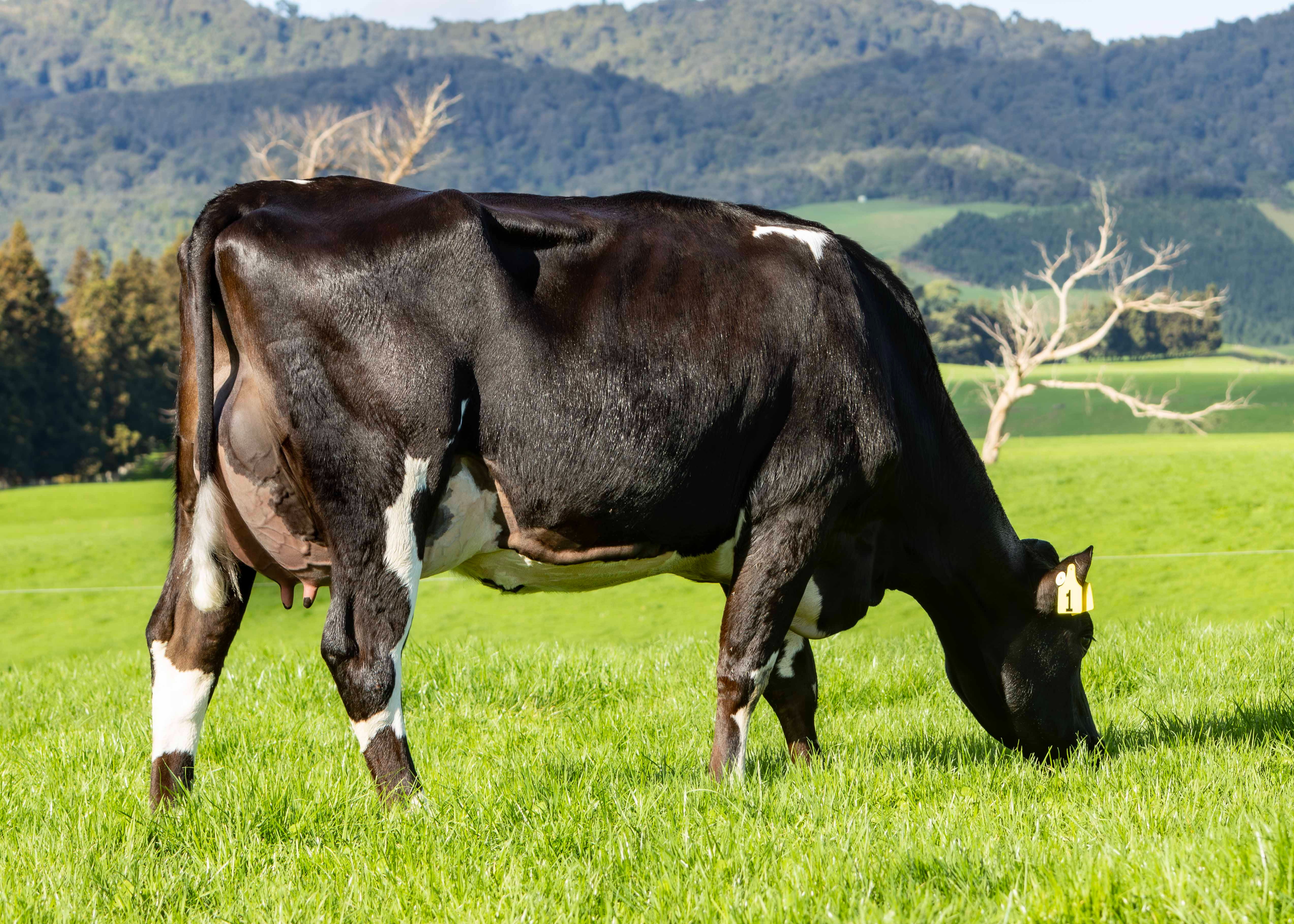 Burgess Alibi Pearl ET, Full sister to Paris, Burgess Farm Ltd