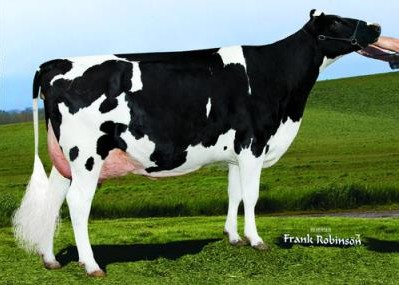 Hol-Star Baxter Terre-ET VG-88 GMD DOM, 4th of Zuri