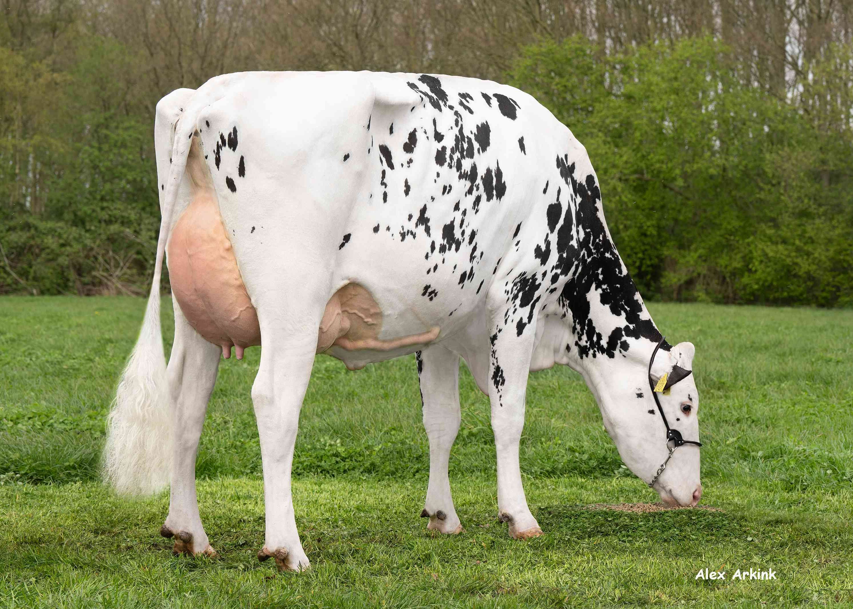 Delta Janelle (s. Fair Play P) owner: Melkveehouderij Van Gastel, Nispen