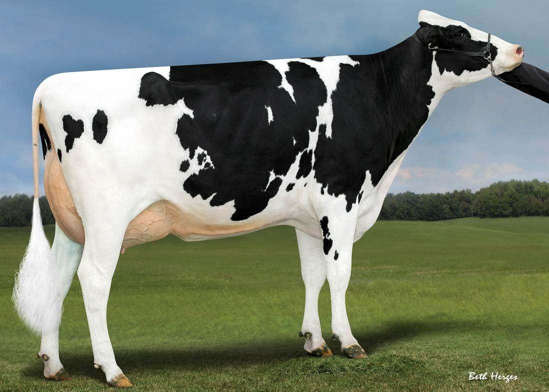 Genosource Brazen 40218-ET VG-85 DOM, MGGD of Benson