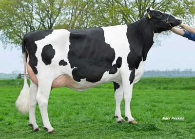 Thara 16 (v. Ranger), overgrootmoeder van Modiwood P-Red