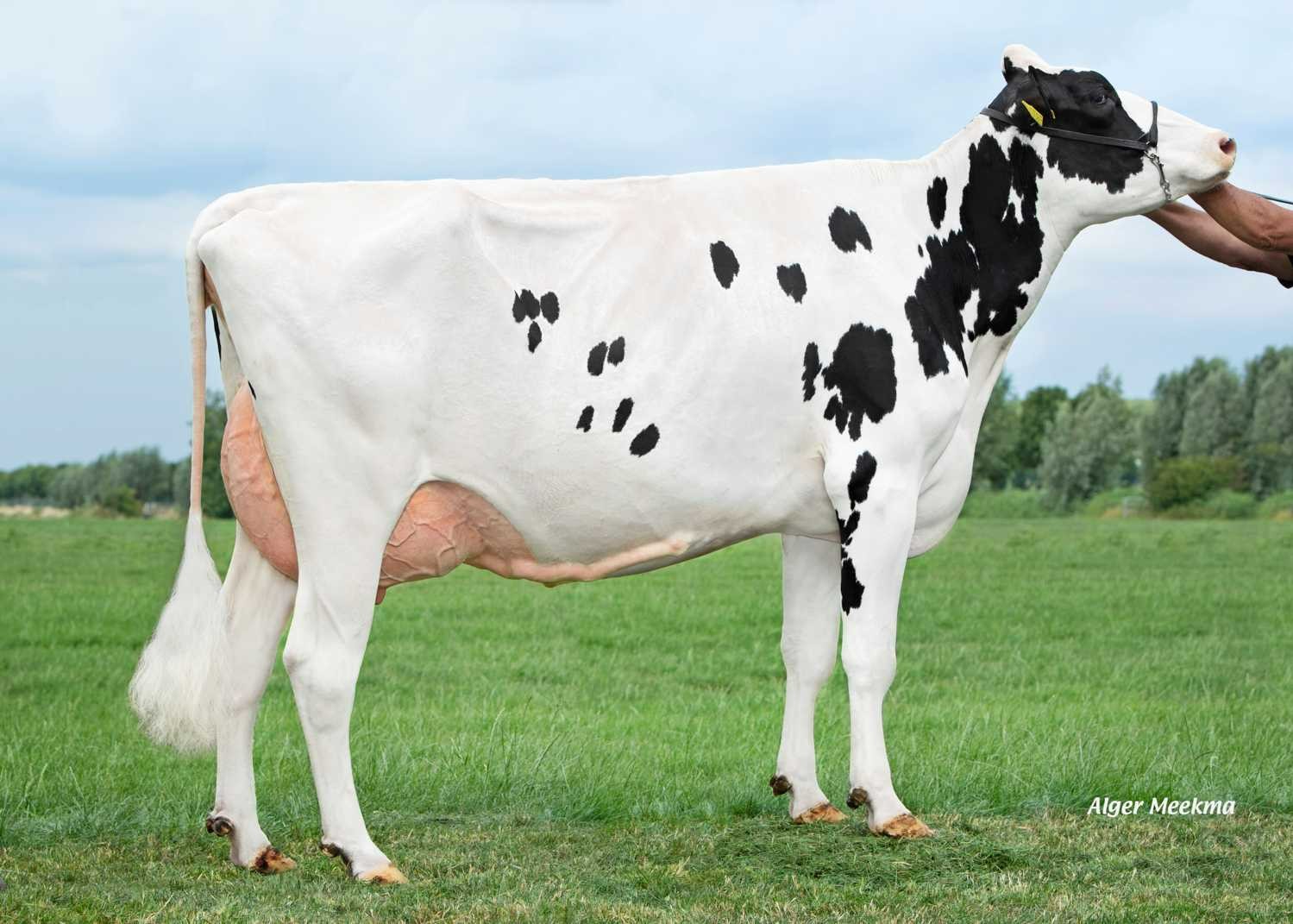 Jeans Jantina 292 (s. Martin), dam of Jeans Rennes. Owner: Mts J.G. & A.G. Sturkenboom, Schalkwijk