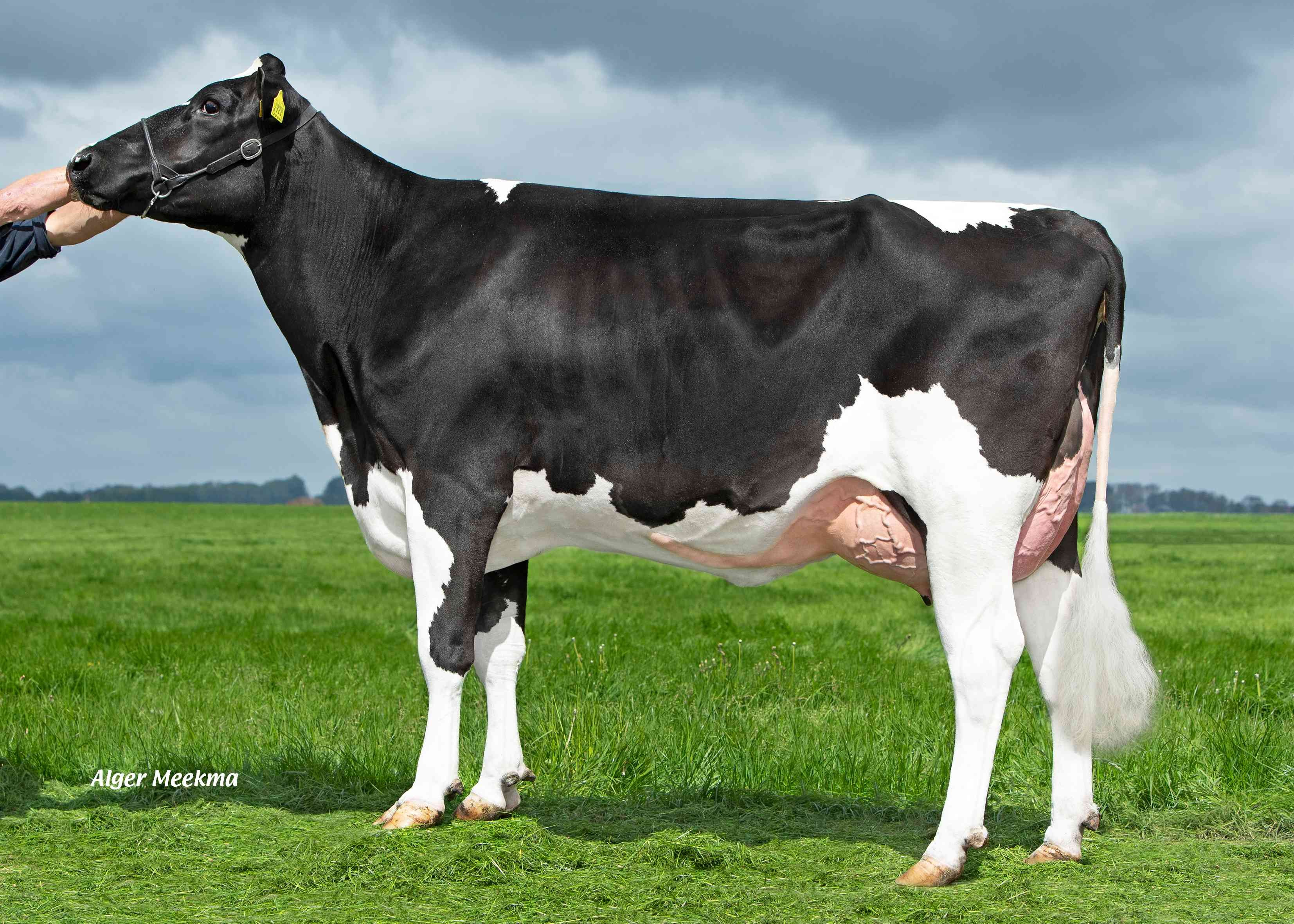 Delta Lies (half-sister of Glory) owner: Midwolder Melkvee, Midwolda