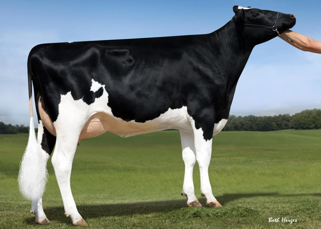 Ms Brody Jospr 32051-ET, 4th Dam of Benson