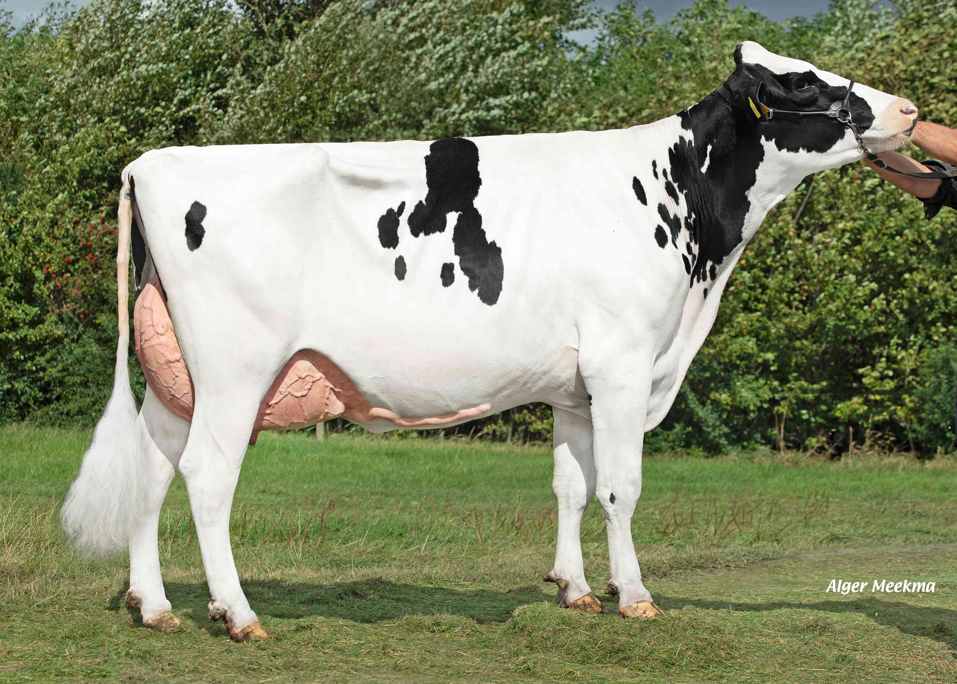 Delta Muppet (dam of Standout RC) owner: Midwolder Melkvee, Midwolda