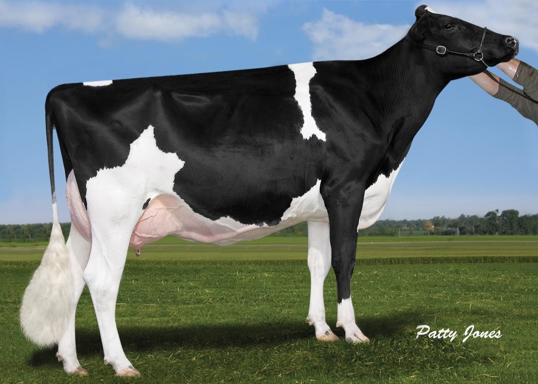 Comestar Goldwyn Lilac VG-89, 9th Dam of Euro