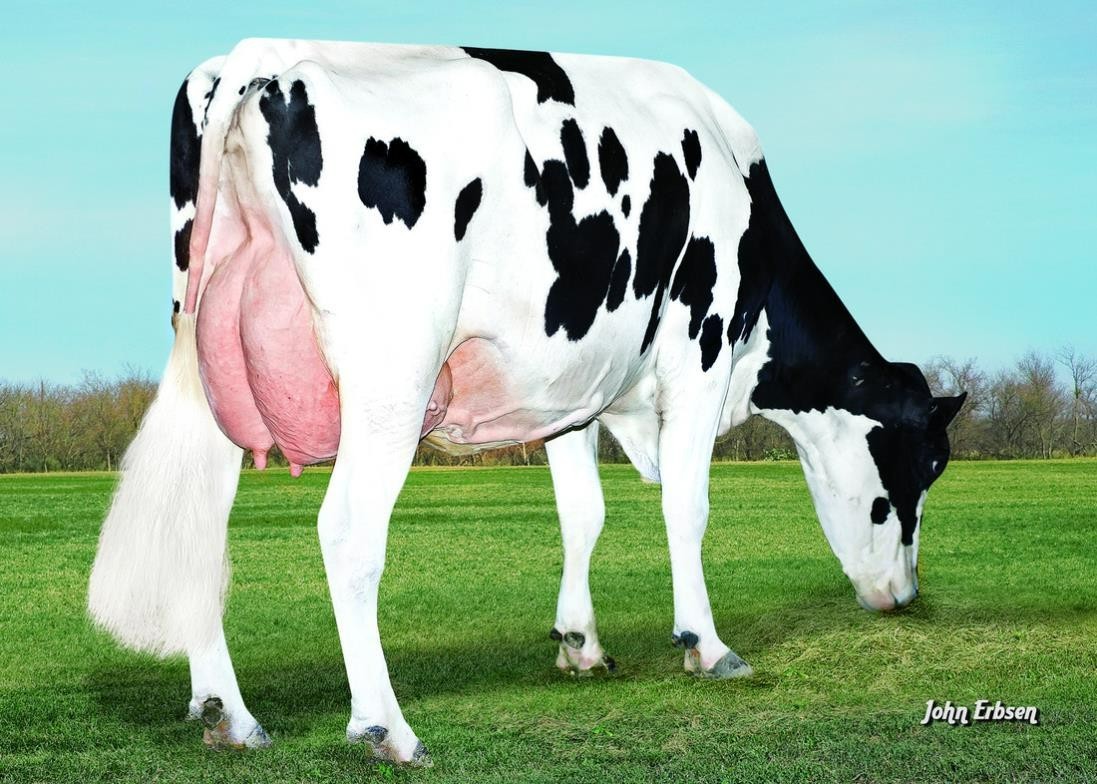 S-S-I Bookem Modesto7269-ET VG-87 DOM, 7th Dam of Multiverse