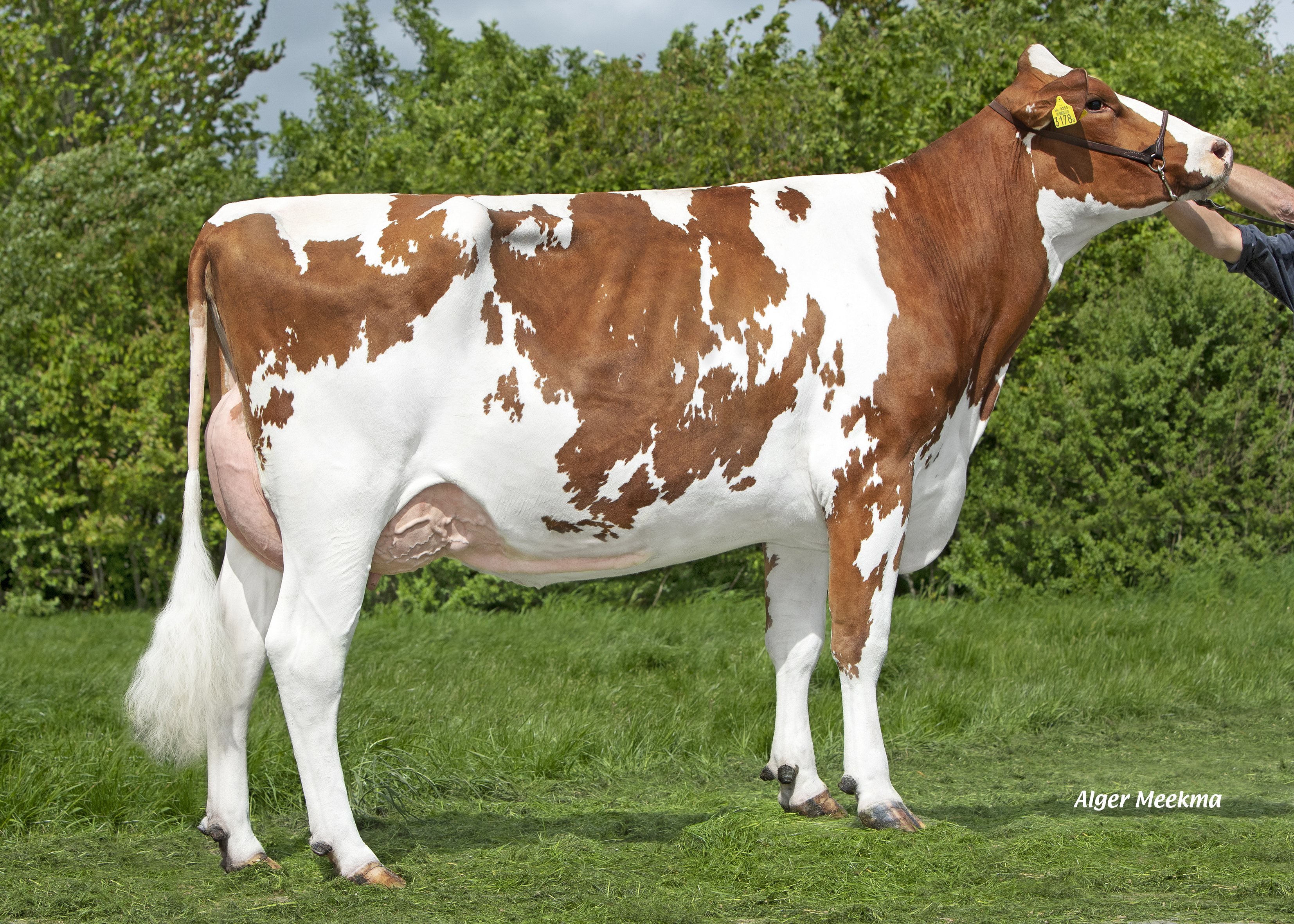 Delta Dew:  Mãe de Chiptuner-Red en Steadfast P-Red