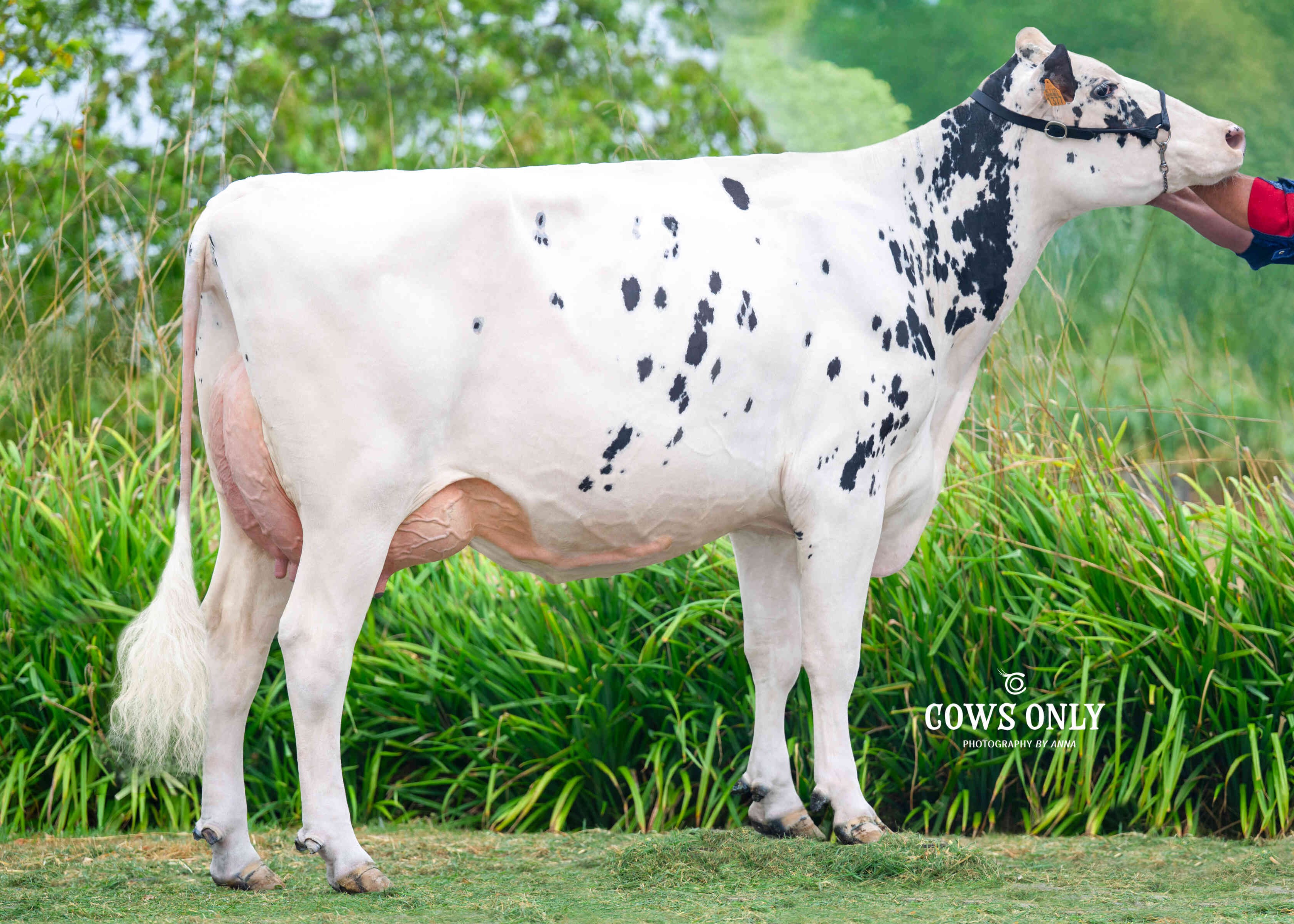 Capoens 1081 Tyro 1377 (v: Turol) eig.: Agro Capoen, Alveringem België