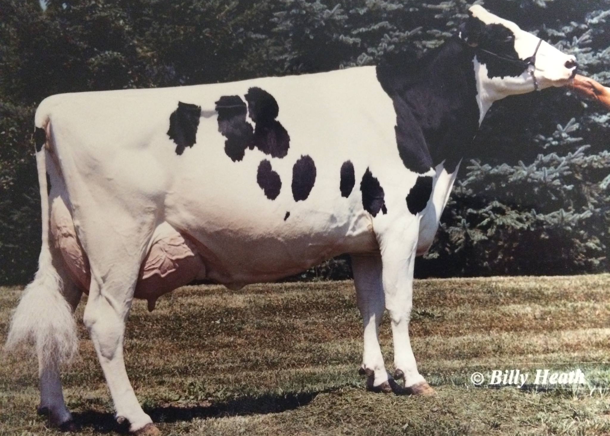 Ladys-Manor Star Opal EX-94 3E DOM, 8th Dam of Overhot
