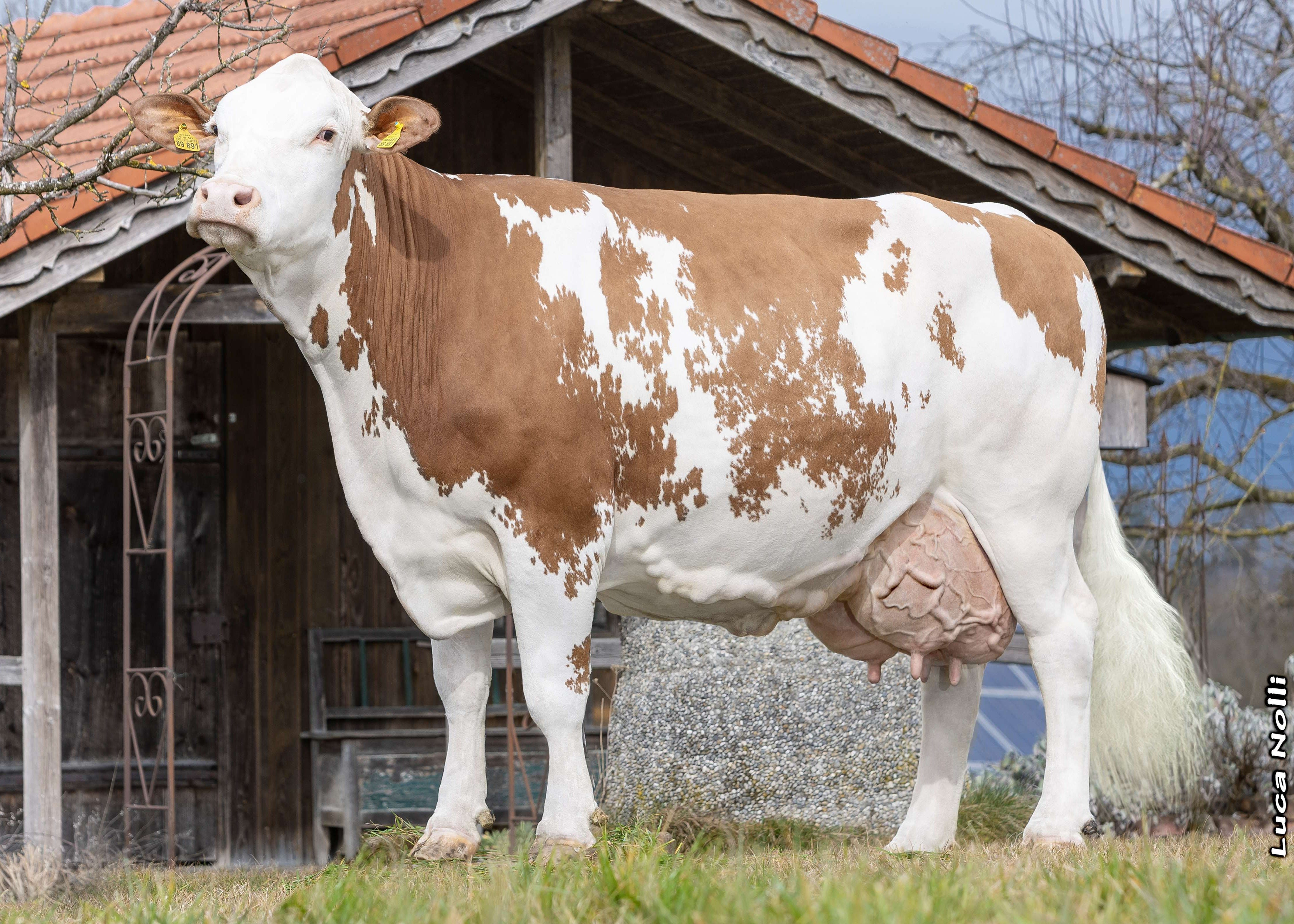 Isolde, Granddam of Head, 4th calf, Rupert Reininger, Eiselfing