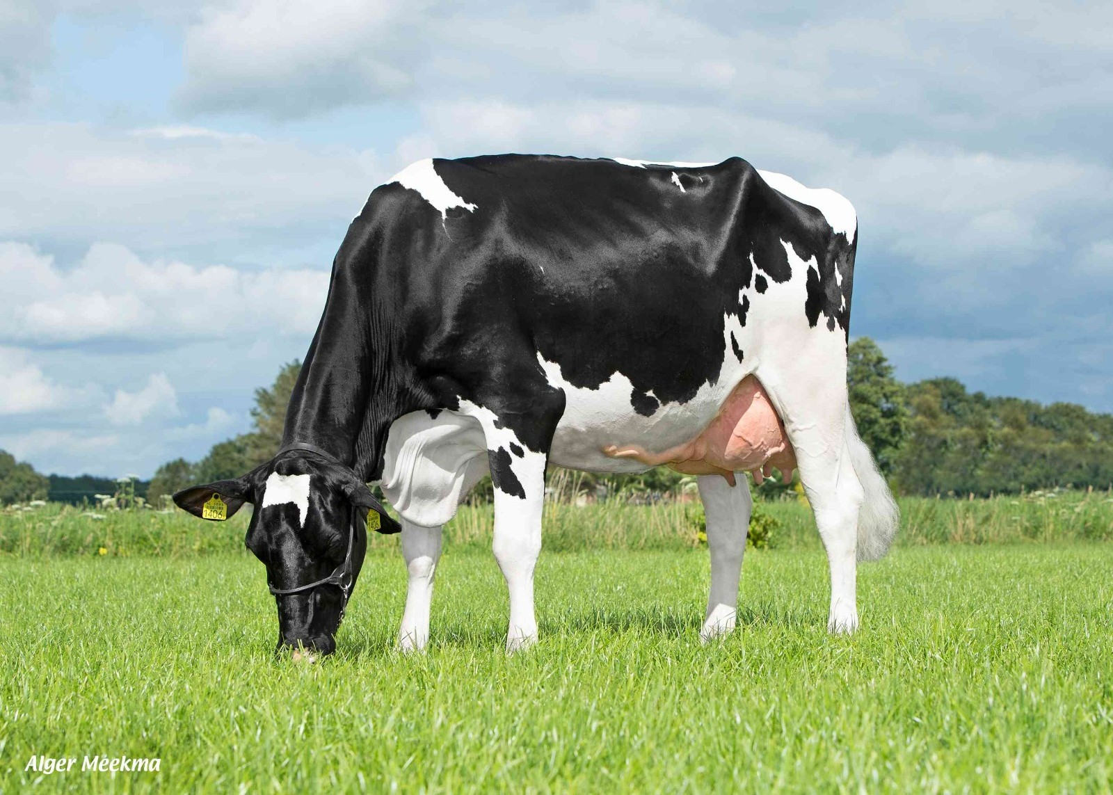 Delta Margit, dam of Delta Boulevard
