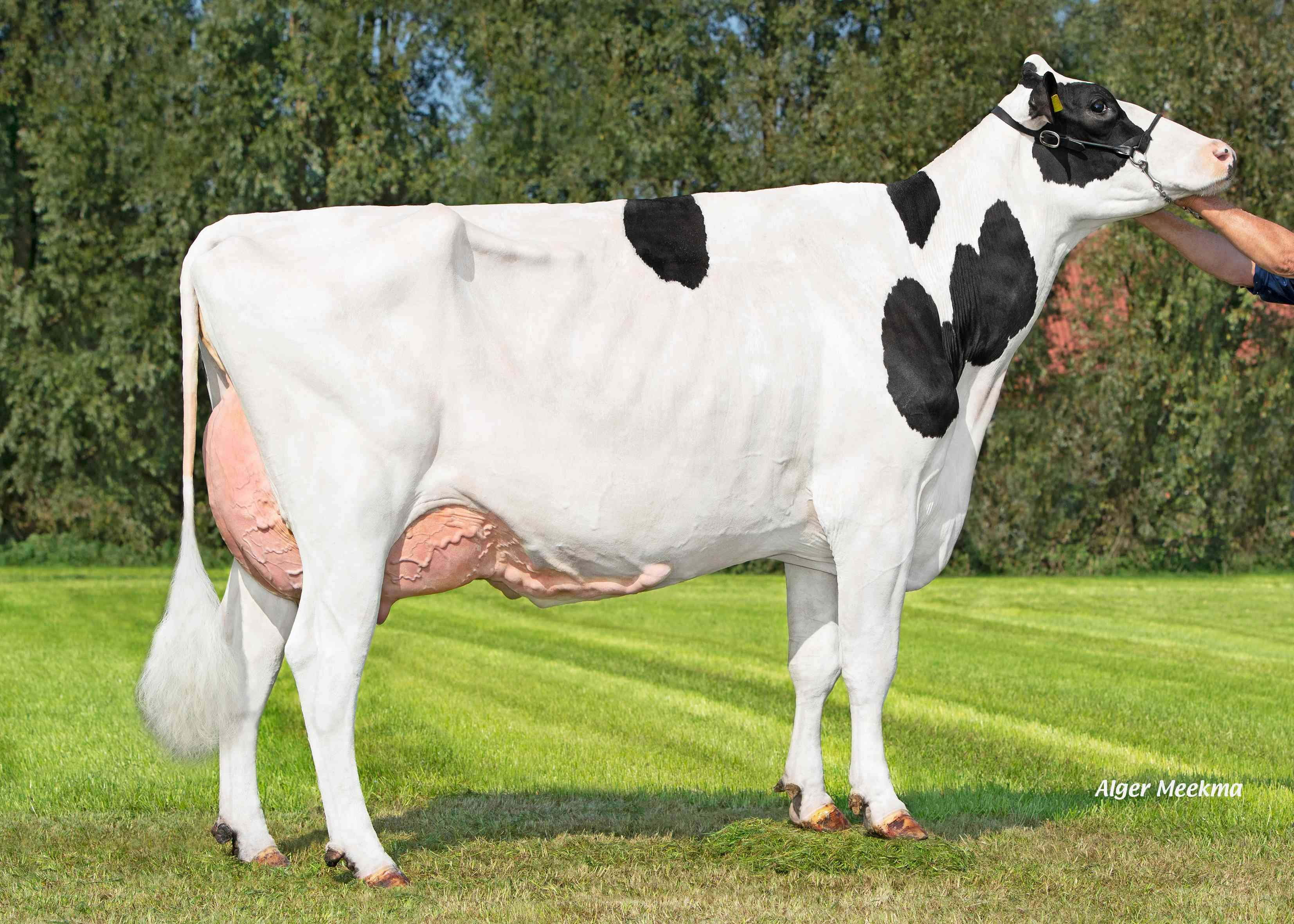 Delta Xana   (dam of Gateway RF) owner: Melkveebedrijf van Berkum, Elahuizen 