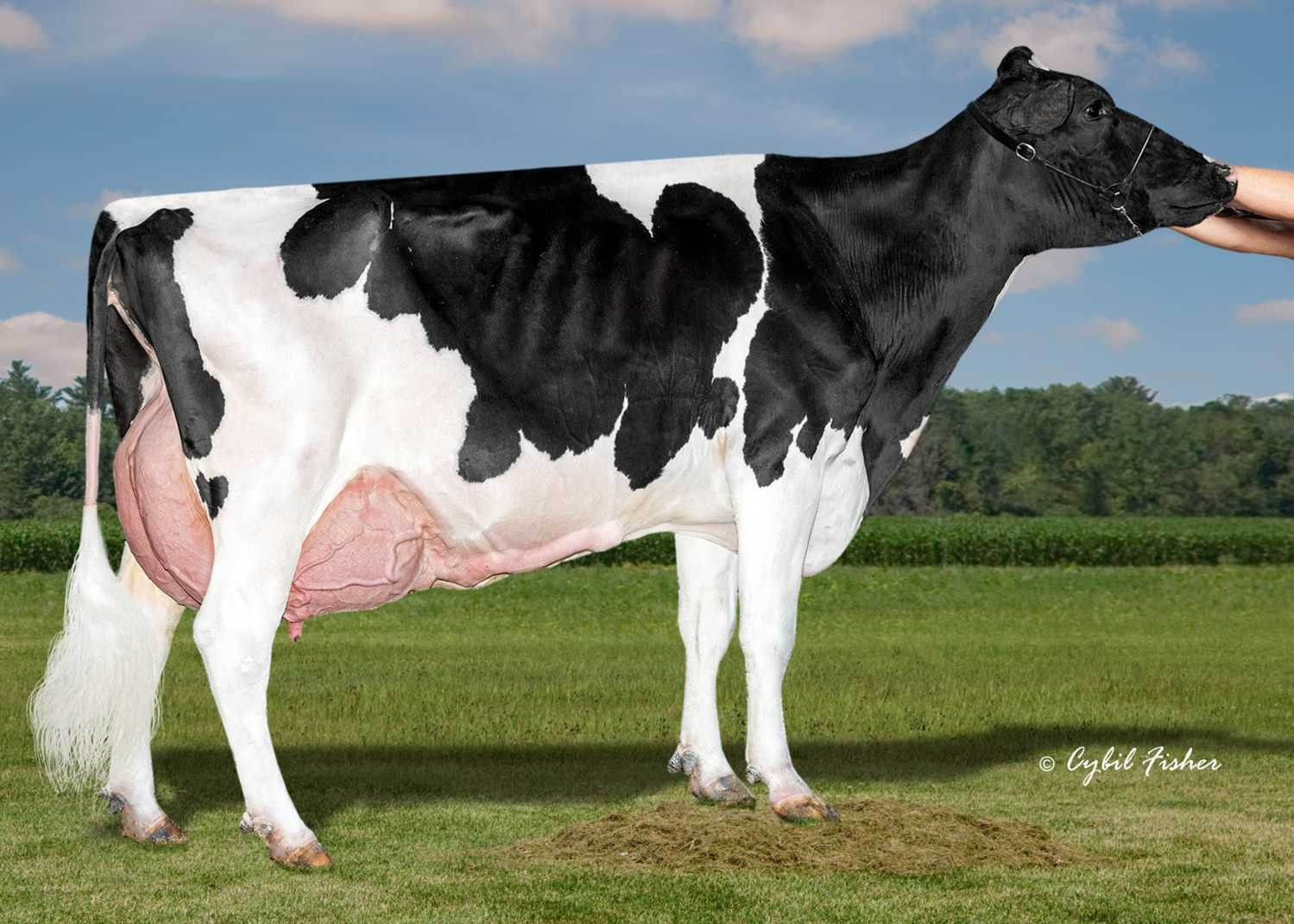 Lambrecht Zazzle Elite-ET, Dam of Rhone RF