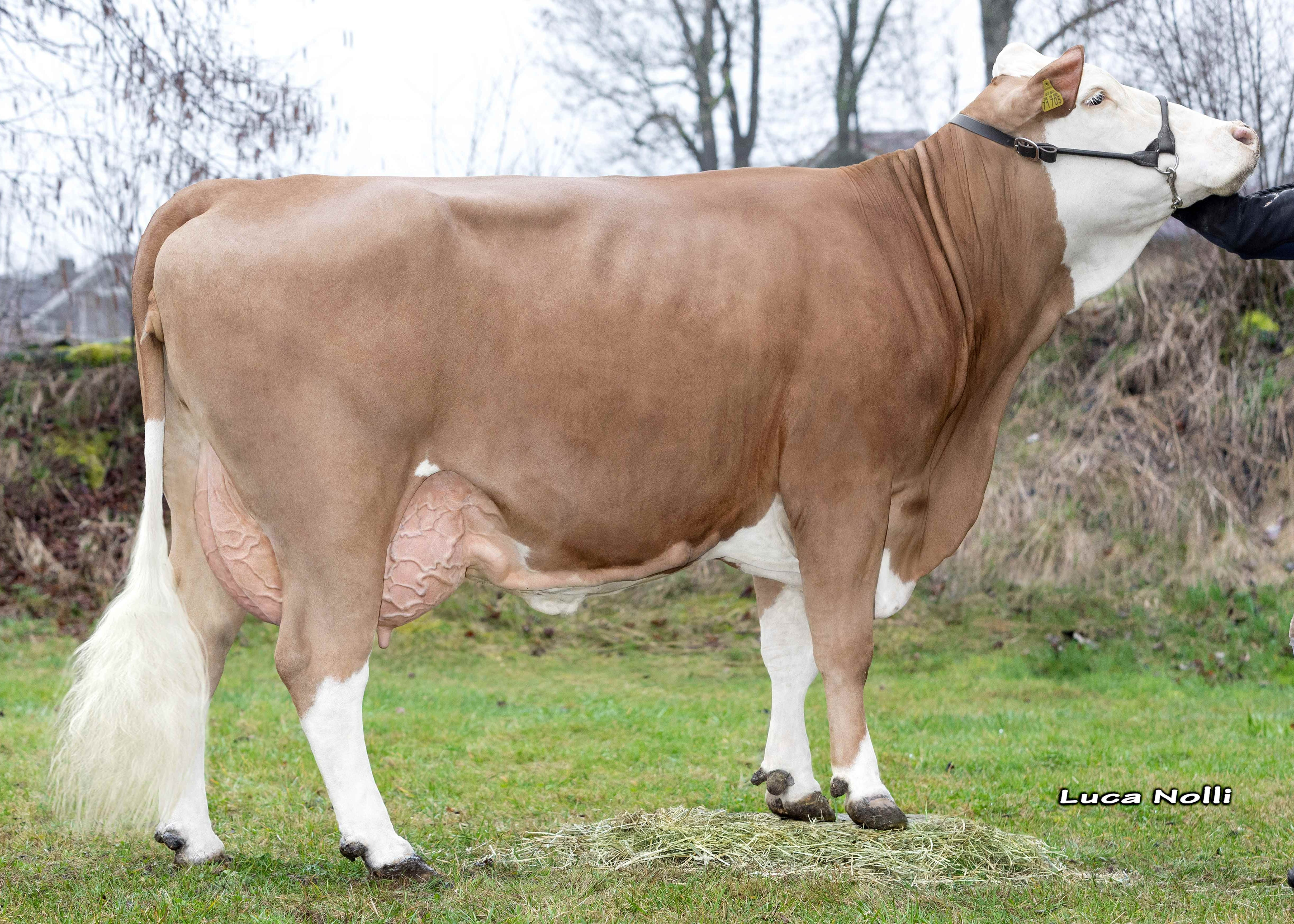 Marie Pp, Dam of Iberia PS, 2nd calf, Martin Löw, Babensham