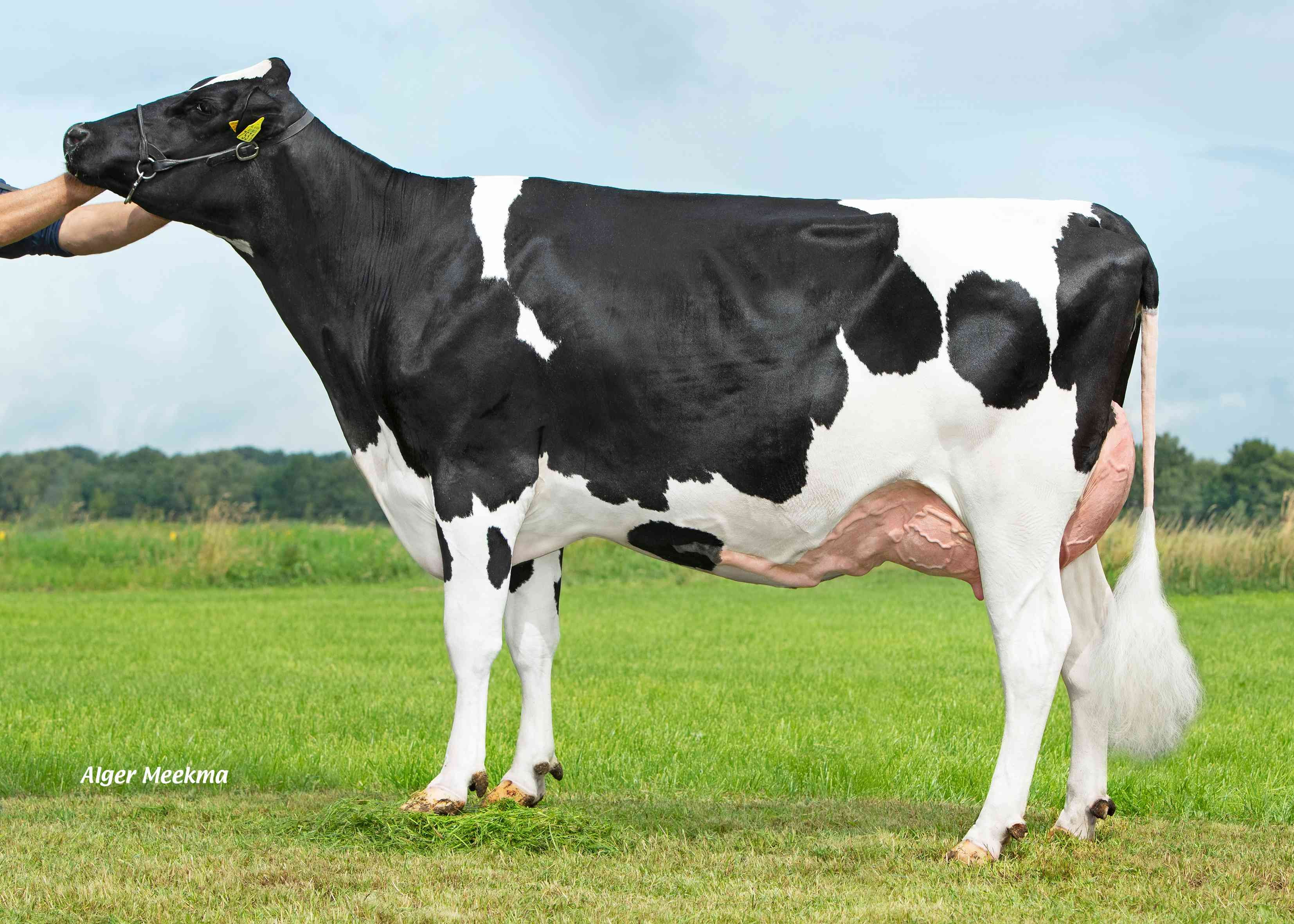 Delta Lyla (v: Endless RF) eig.: K.A.F.M. & L.P.J. Nooijen-Maas, Coevorden