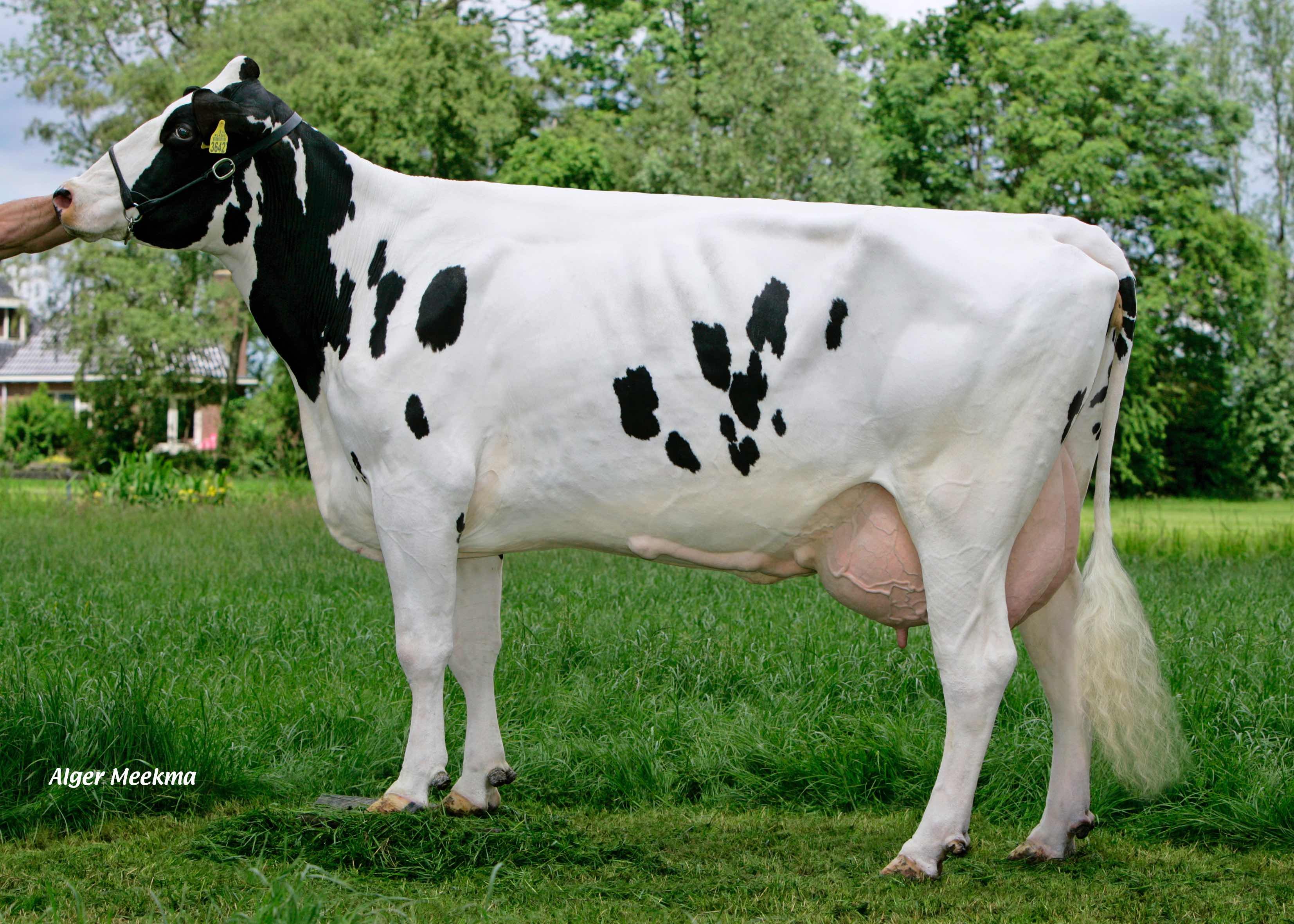 Elagaaster Janke 264 (3rd dam of Cloud), owner: dairy farm van Berkum, Elahuizen