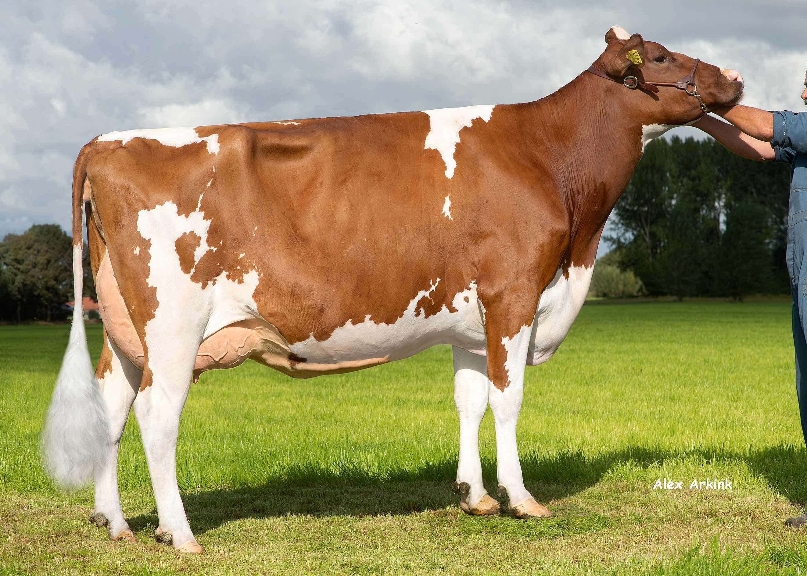 de Steeg Delta Iefke  (moeder Bruiser) eig.: Barendonk Holsteins VOF, Beers (Nb)