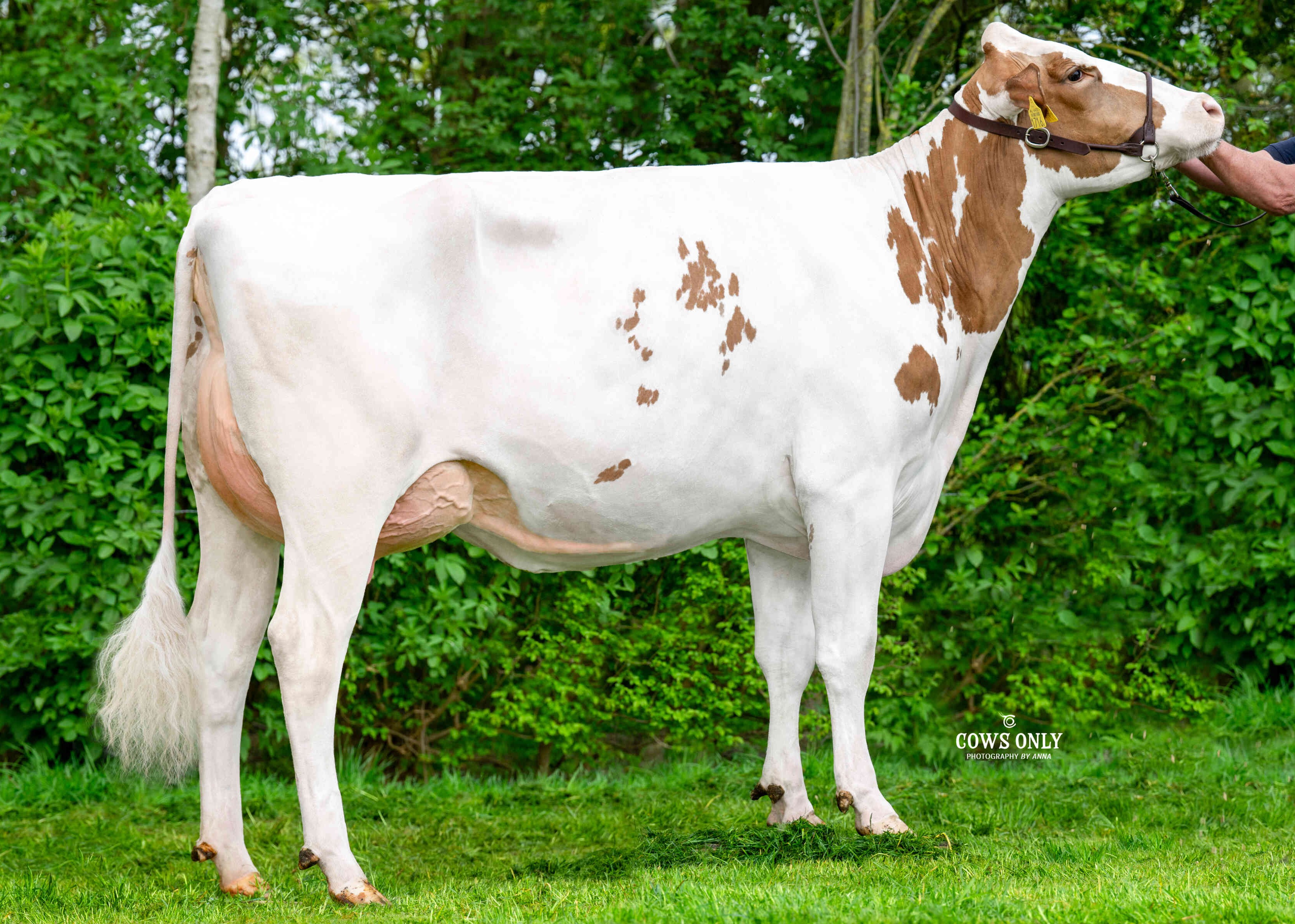 Frida 358 (halfzus moeder Pronto)  eig.: Swank, Nieuw Beyerland