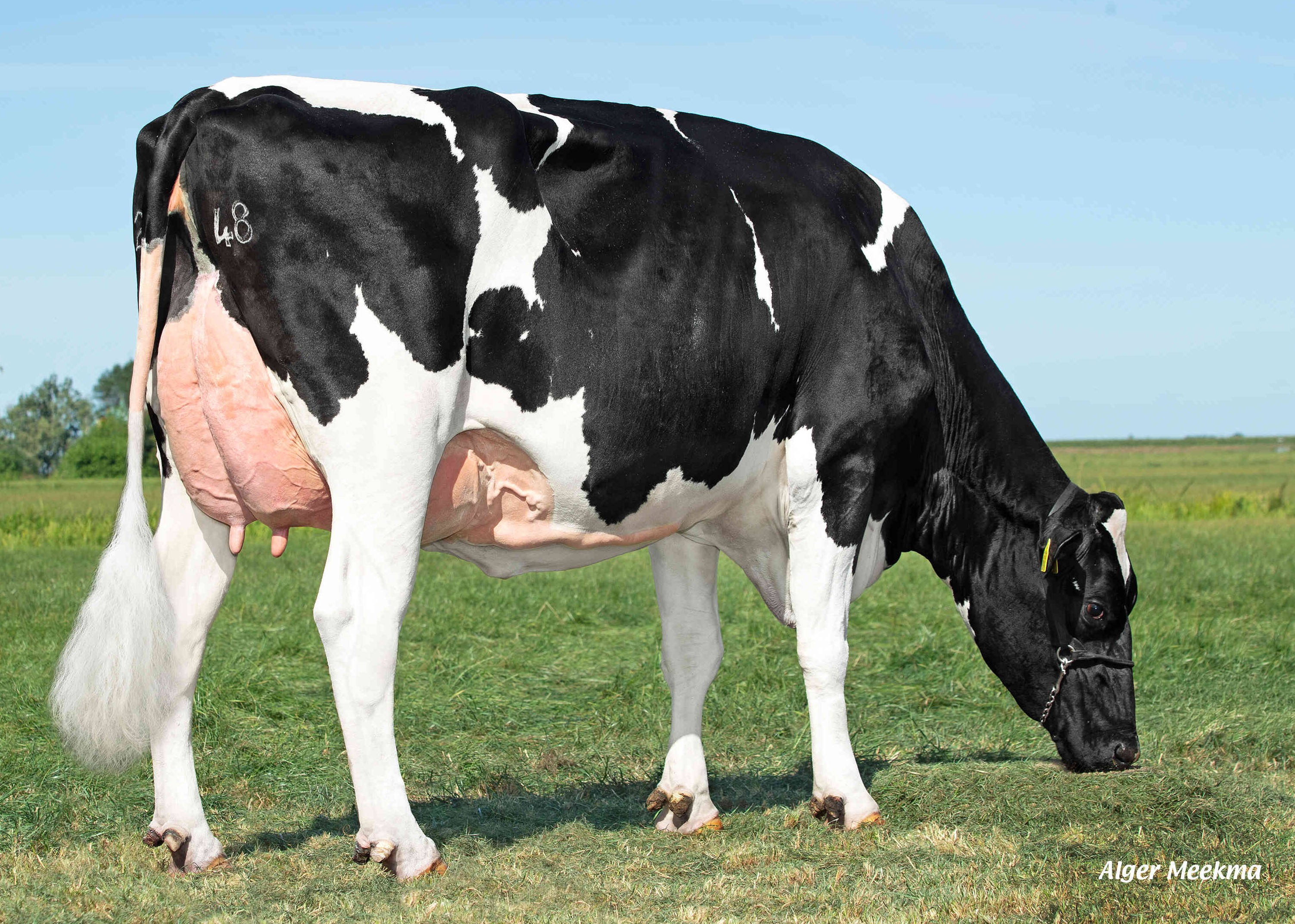 Delta Blomme (s. Landstar), moeder van Compass RF, eig.: Melkveebedrijf van Berkum, Elahuizen