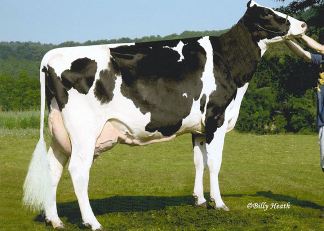Ms Heartbeat Jm Maggie Mae EX-92 2E GMD DOM, 6th Dam of Noontime