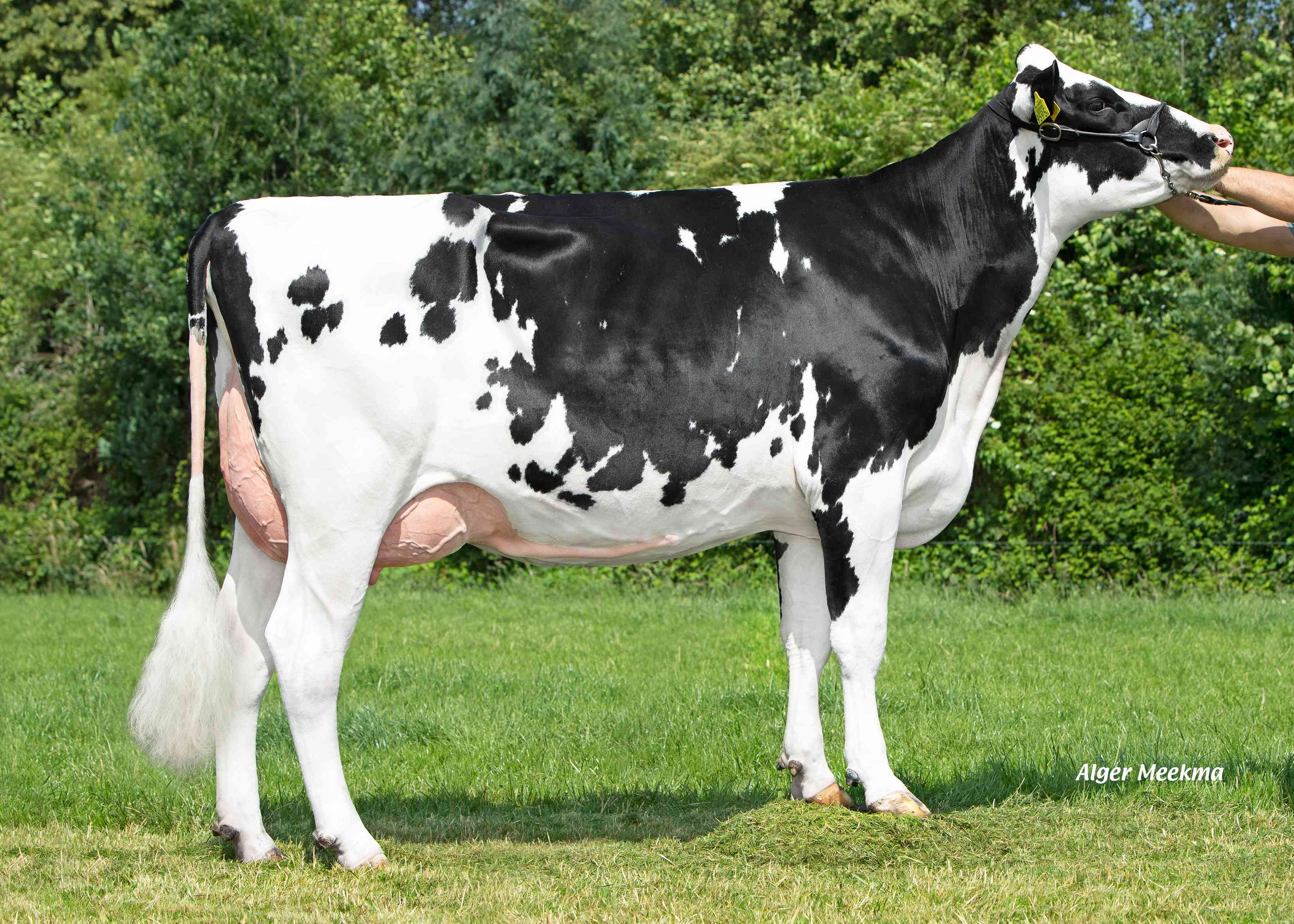 De Broekhof Natascha 16  (s. Liberate) owner: VOF de Broekhof, Witharen