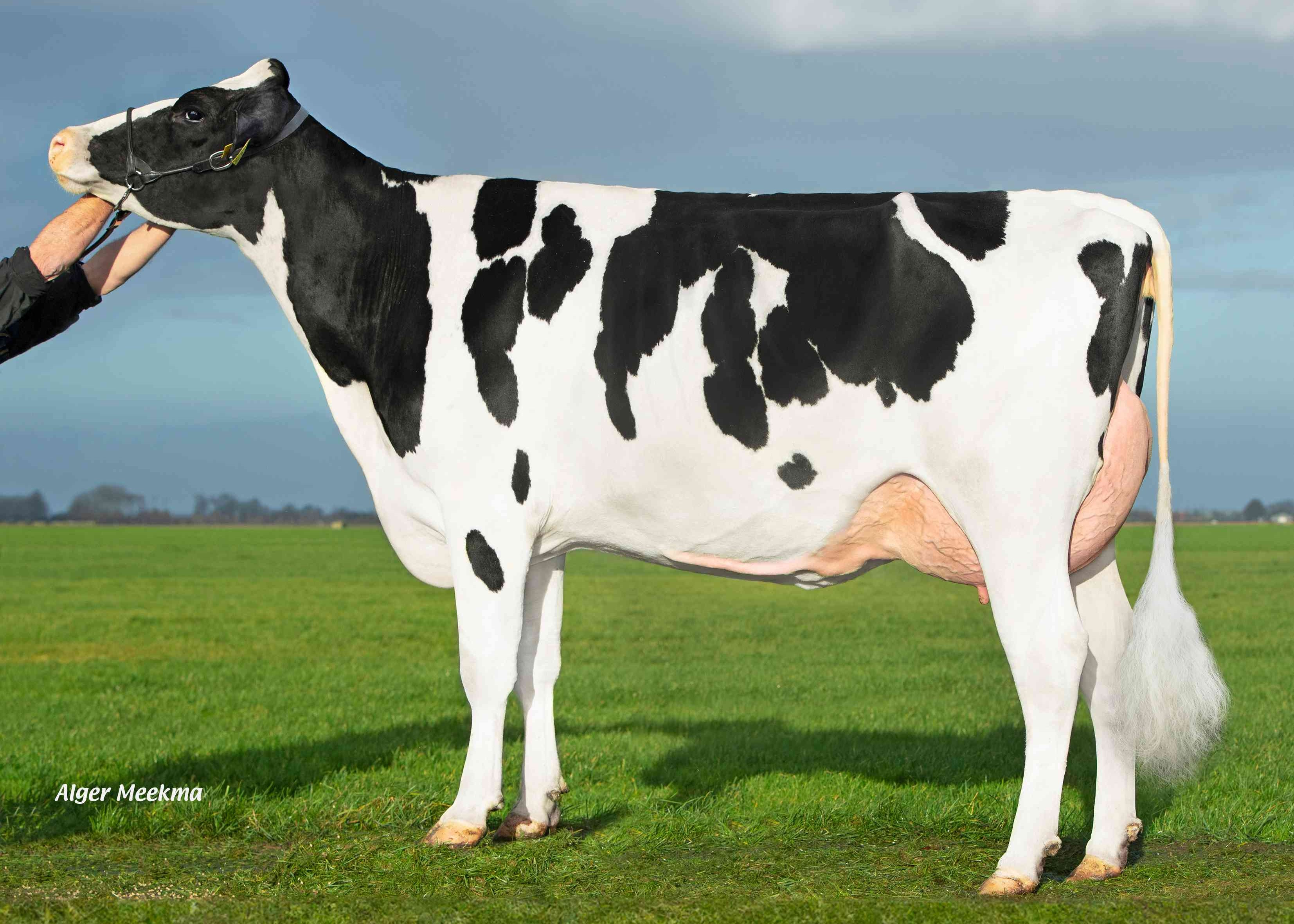 Borderview Laura 3461 (grootmoeder E-Pace RF) eig.: Midwolder Melkvee, Midwolda