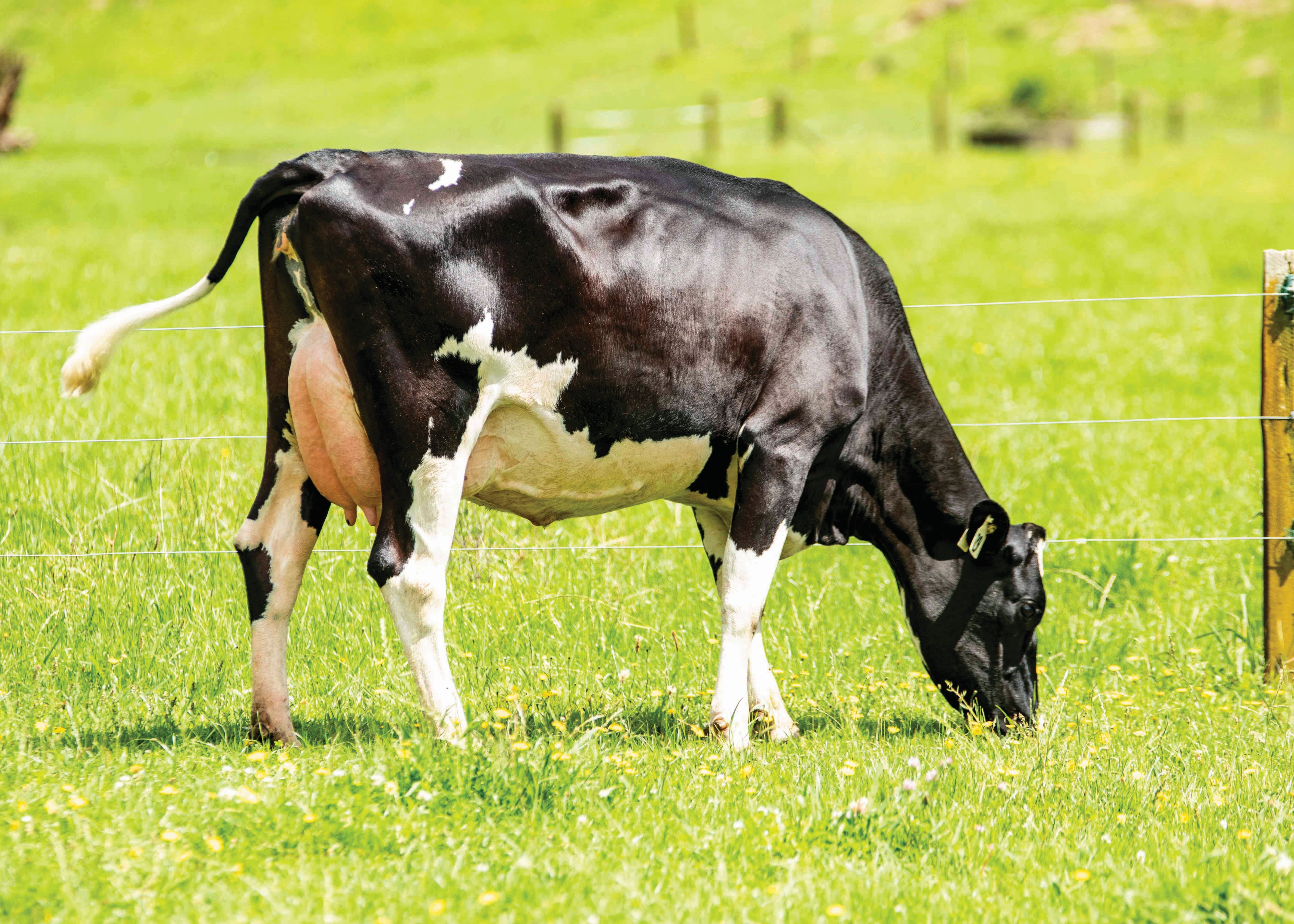 29 McCormack, Daughter of Boston