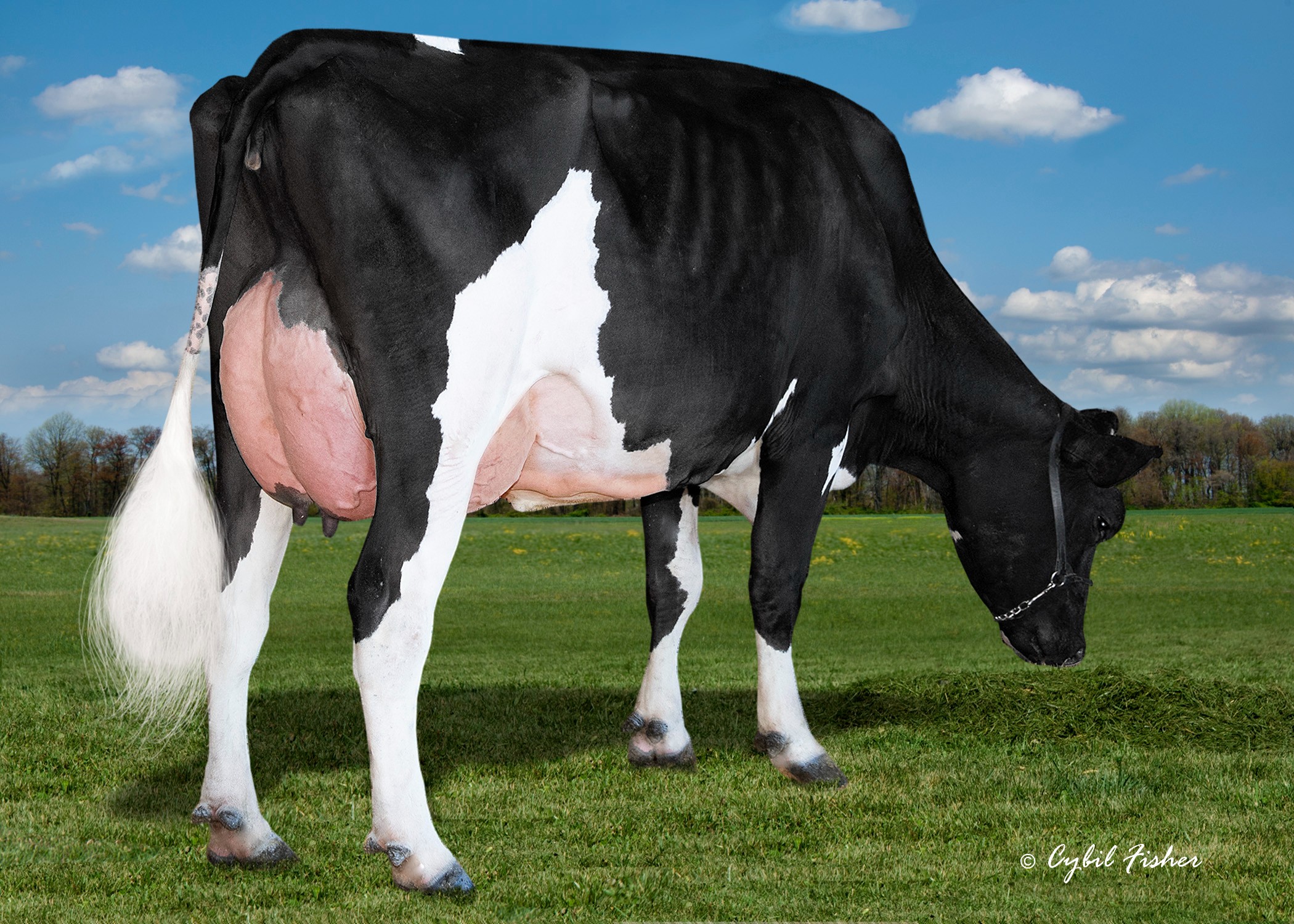 Level-Plain 949 Vibrant-ET, Daughter of Factotum