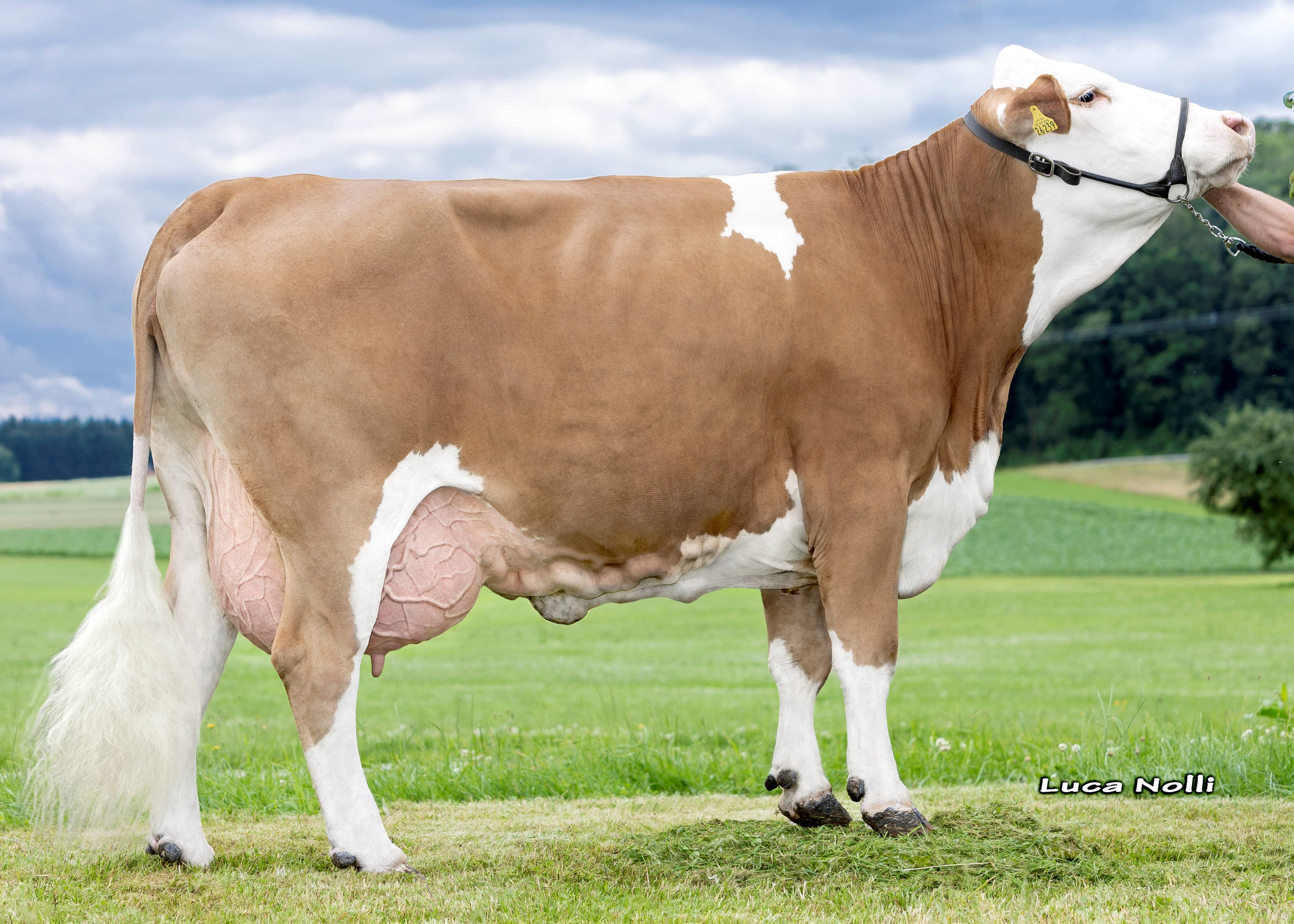 Biene Pp, dam of Sultano PS. 2nd calf Martin Dabergerg, Frauenneuharting