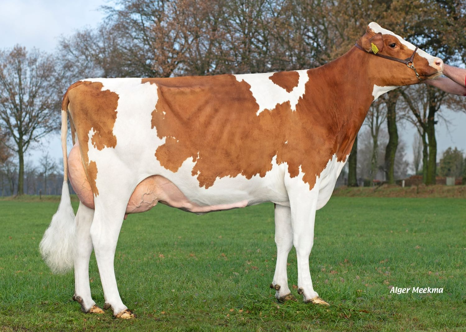 Delta Rosan P (s. Marsden P), MGD of Torwart PP