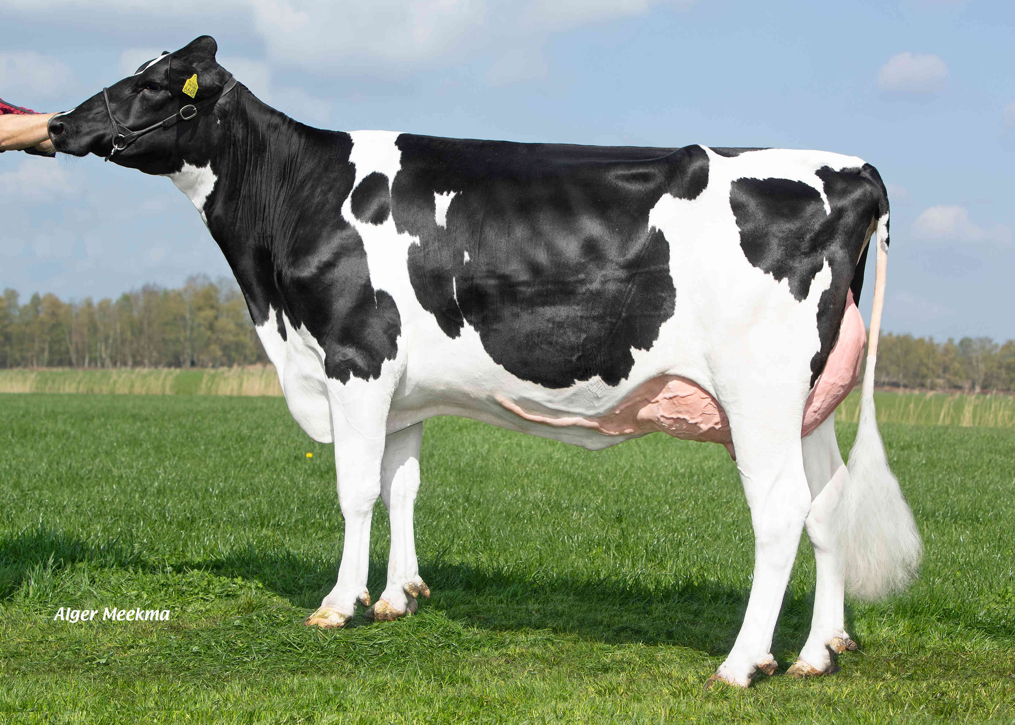 Delta Brianna  (s. Warren R RF) owner: K.A.F.M. & L.P.J. Nooijen-Maas, Coevorden