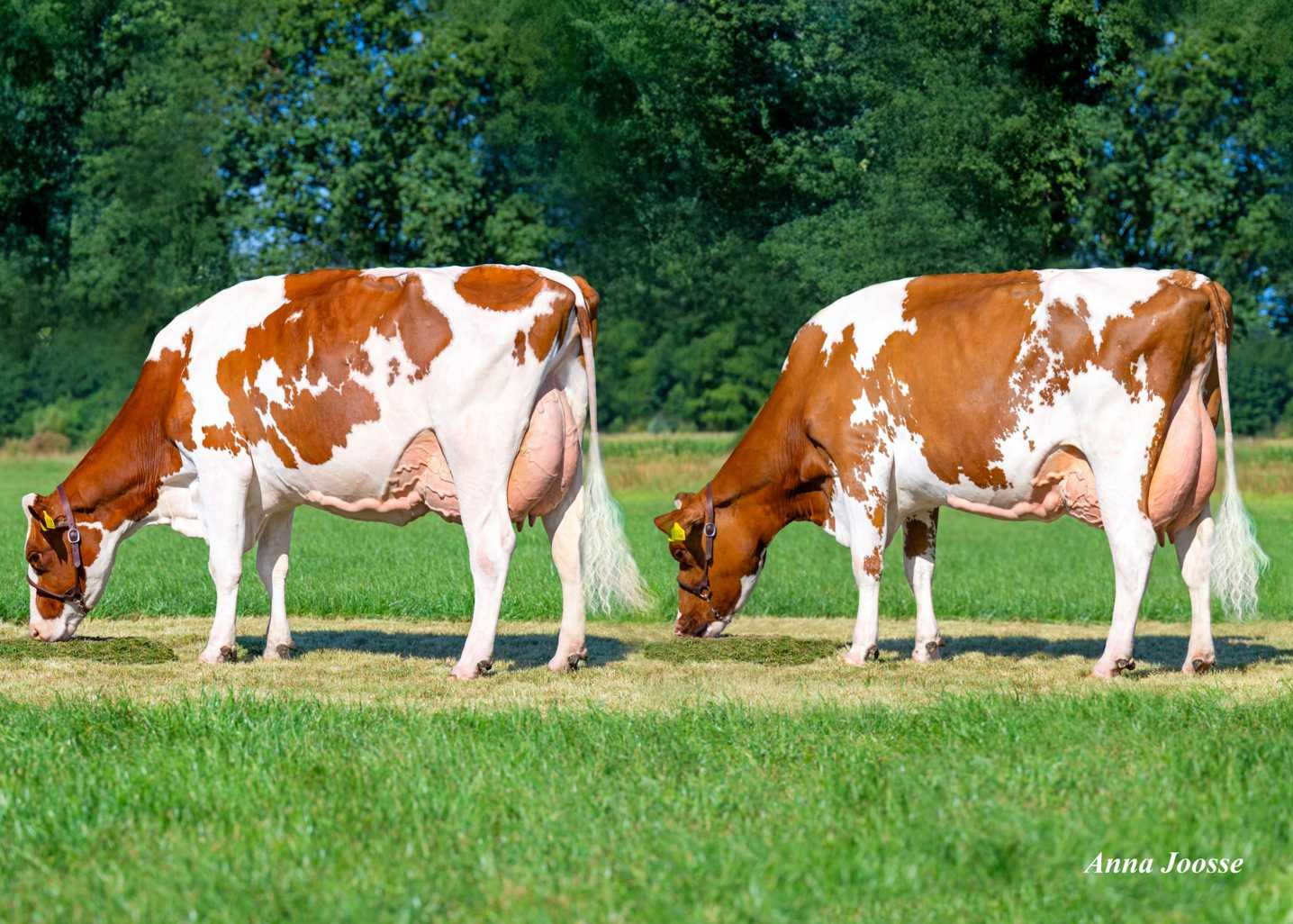 Bertha 193 (s. Listrotto) & Bertha 179 (s. Rosebud), dam & granddam of Solaris. Owner: A.J.M. Frijters, Waalre