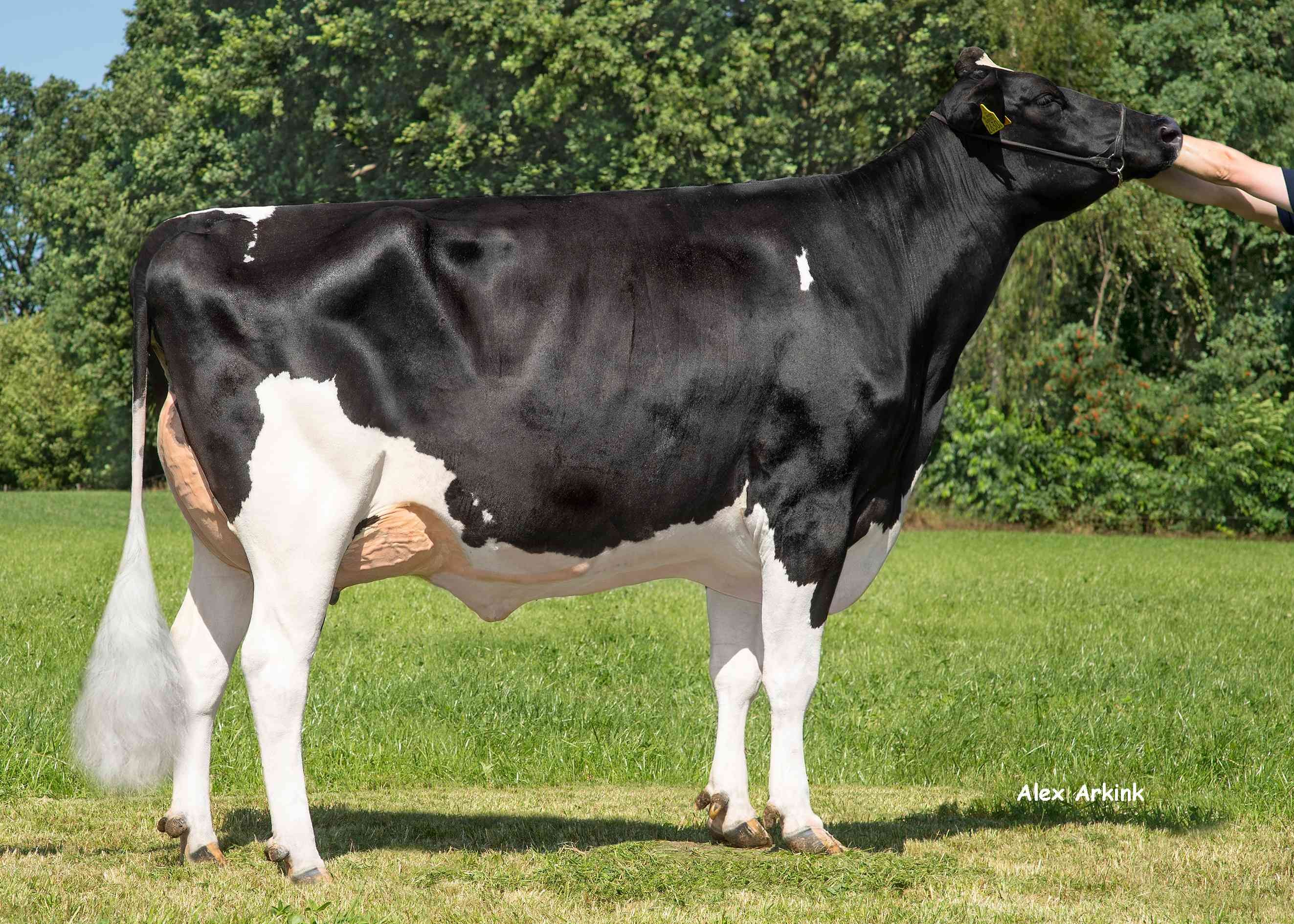 Batenburg Kimberly, moeder van Designer, Eig.: Melkveehouderij van Gastel, Nispen