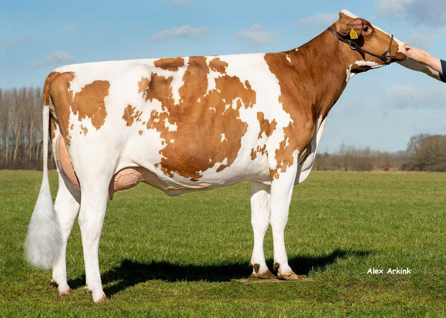 Delta Thina (s. Anreli), MGGD of Jenning P-Red