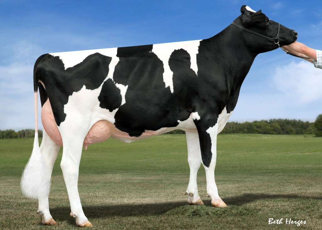 Larcrest Ms Chanda-ET VG-85, 5th Dam of Sortudo