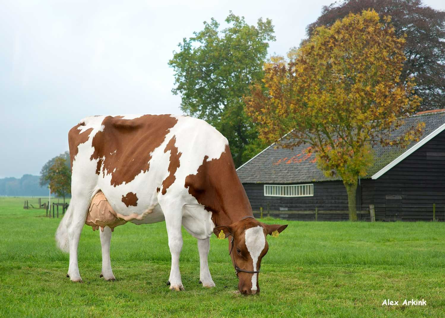 Jantje 91 (s. Rosebud), MGGD of Dancer-Red. Owner: H.B. Aalderink, Eefde