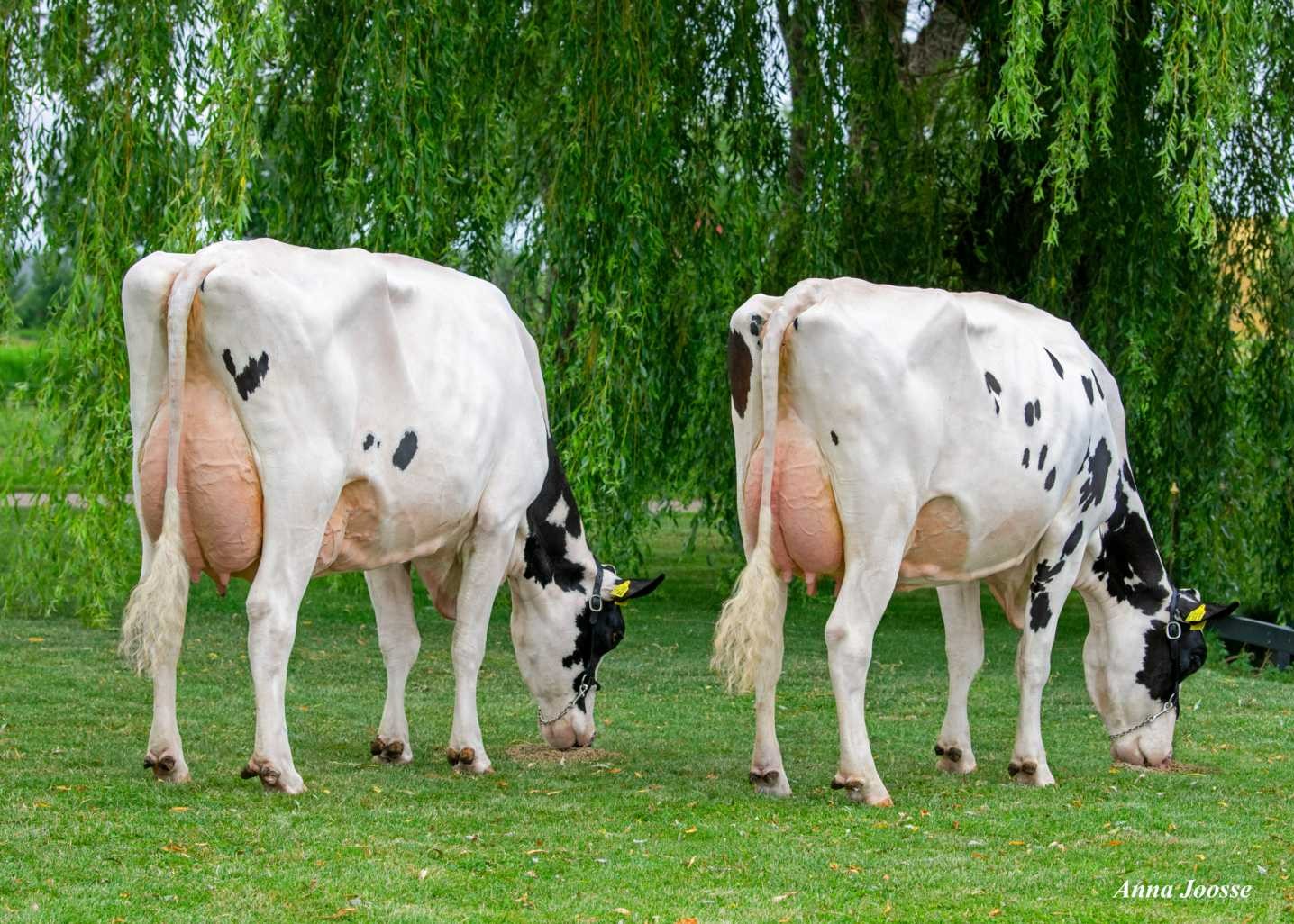 Jeans Jantina 282 (L) and Jeans Jantina 292 (R). Owner: Mts J.G. & A.G. Sturkenboom, Schalkwijk