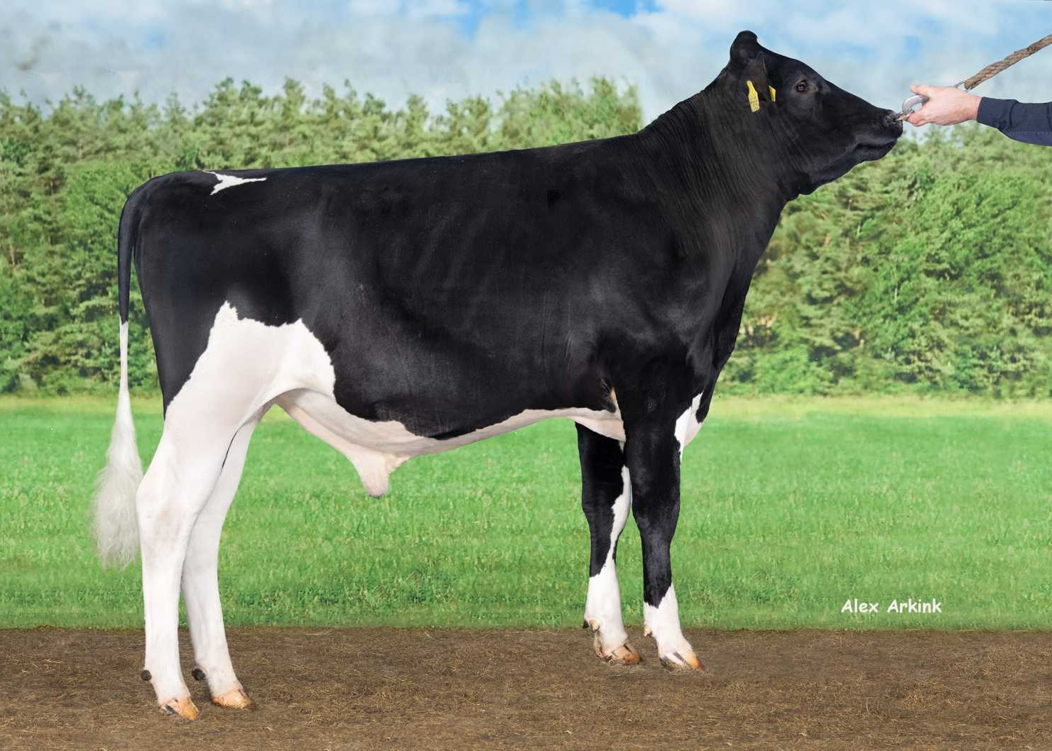 Sharp Hill Unique RF