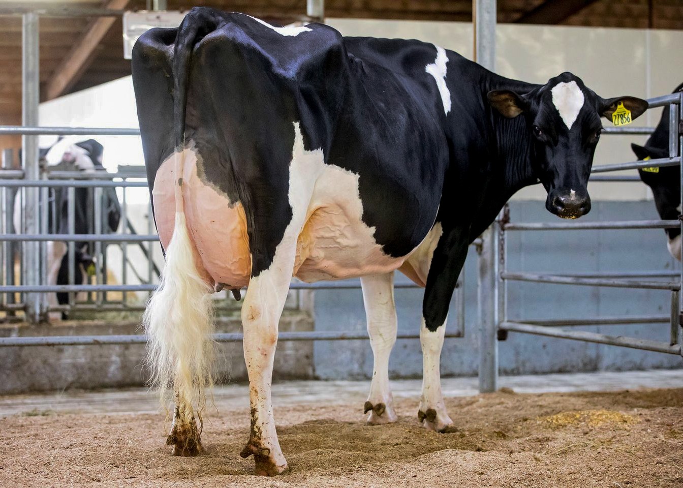 Paris - mother Orono (global cow of the year)